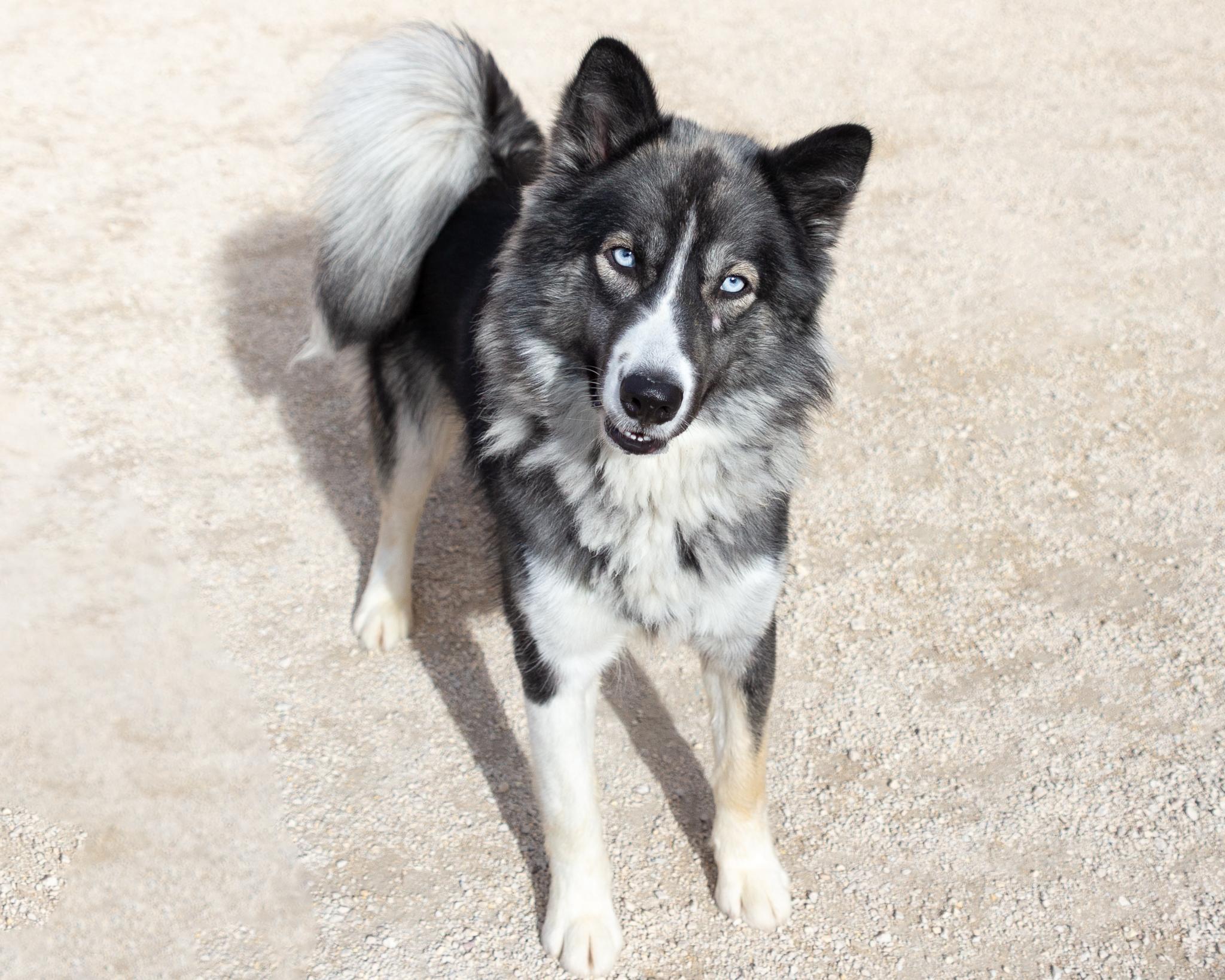 Sassy, an adoptable Husky in Winnipeg, MB, R3E 3N8 | Photo Image 3