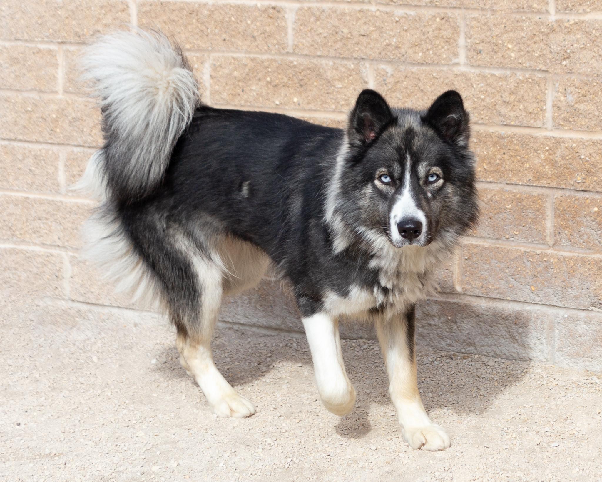 Sassy, an adoptable Husky in Winnipeg, MB, R3E 3N8 | Photo Image 2