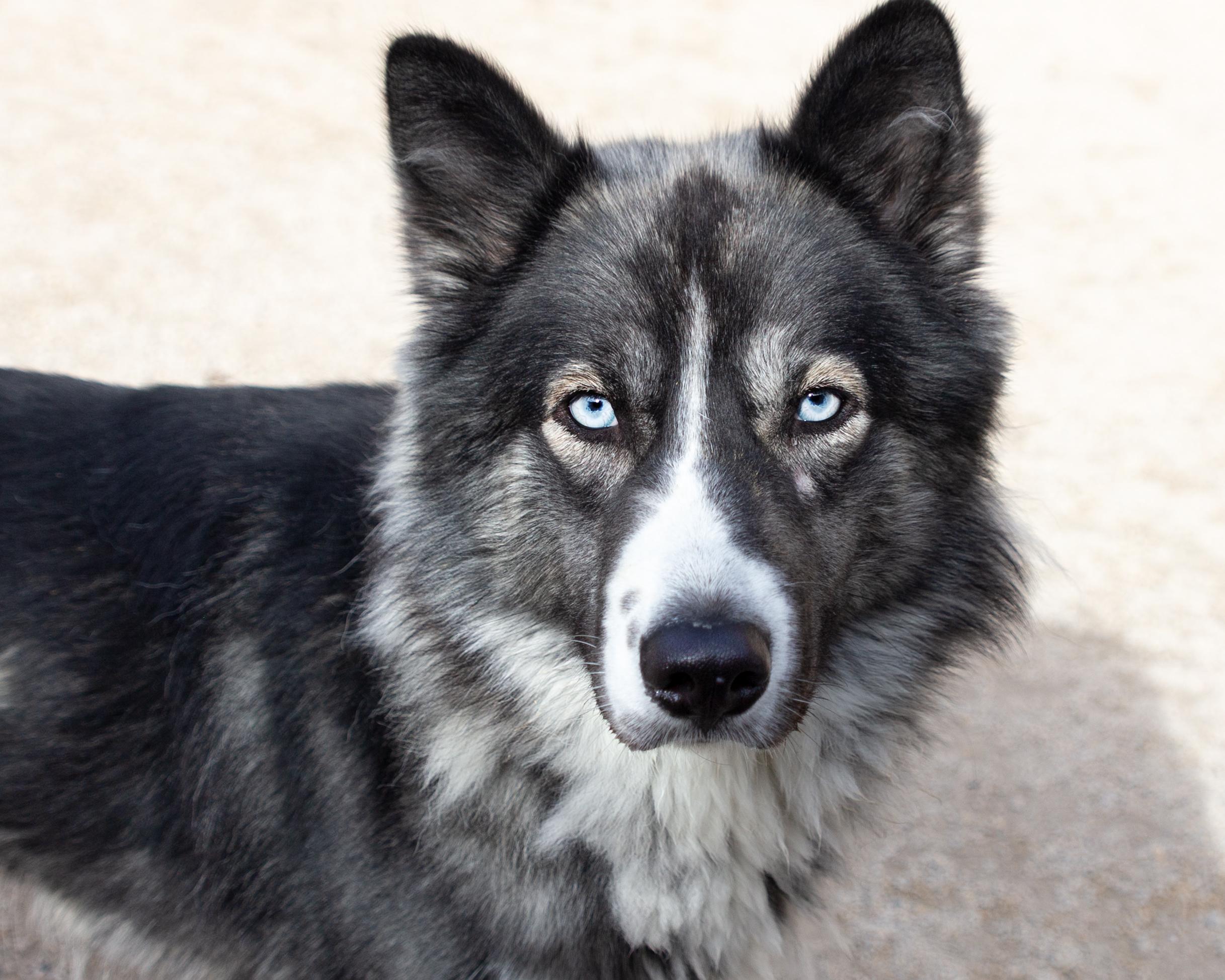 Sassy, an adoptable Husky in Winnipeg, MB, R3E 3N8 | Photo Image 1