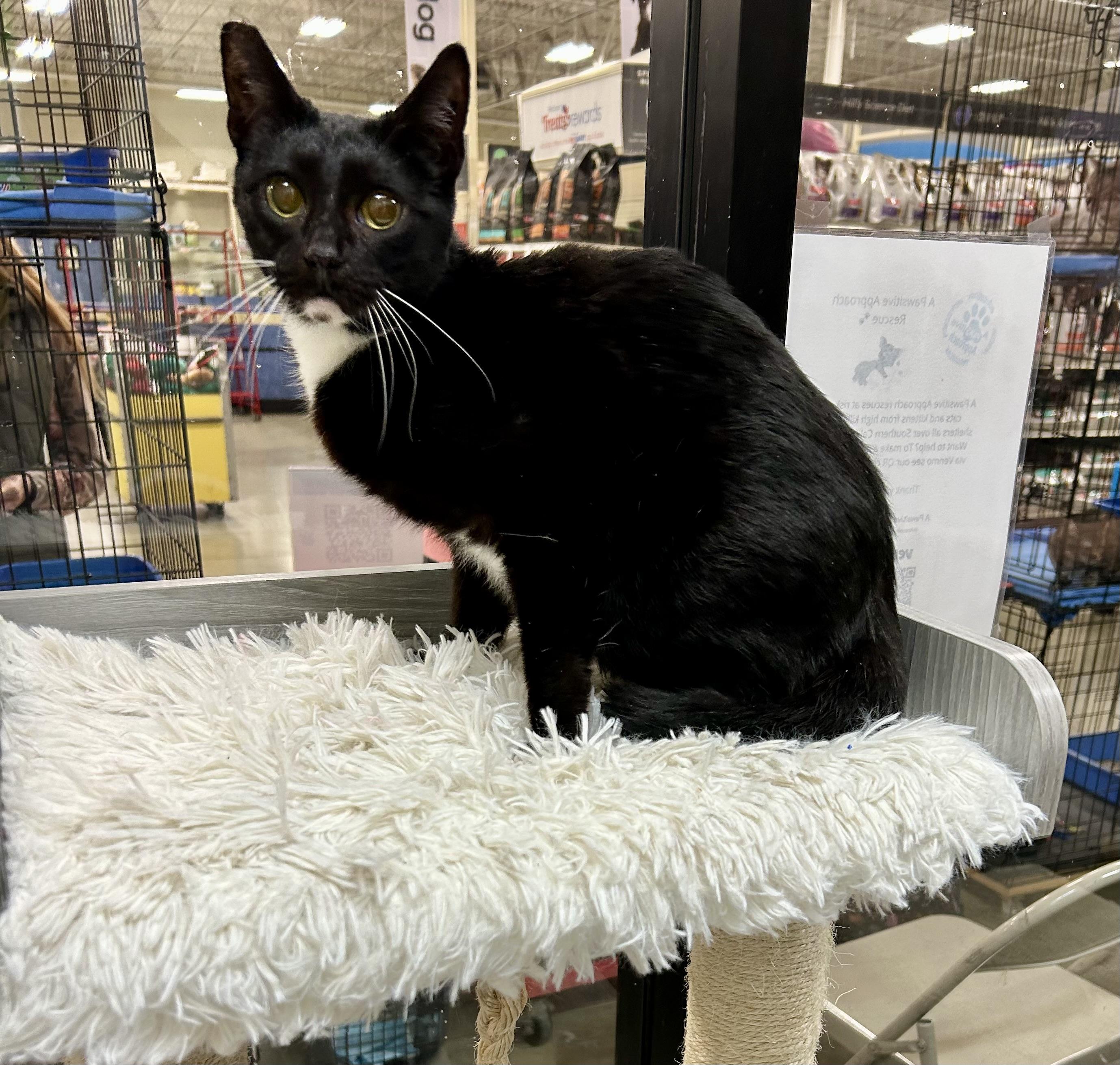 Tuxie, Adult Female unknown