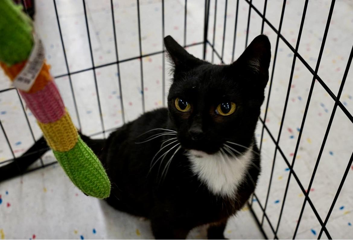 Tuxie photo 4