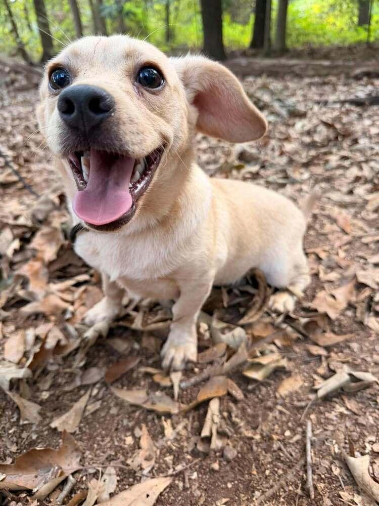 Enlarge Huey, a Adoptable mixed breed in Wayne, NJ image 1/1