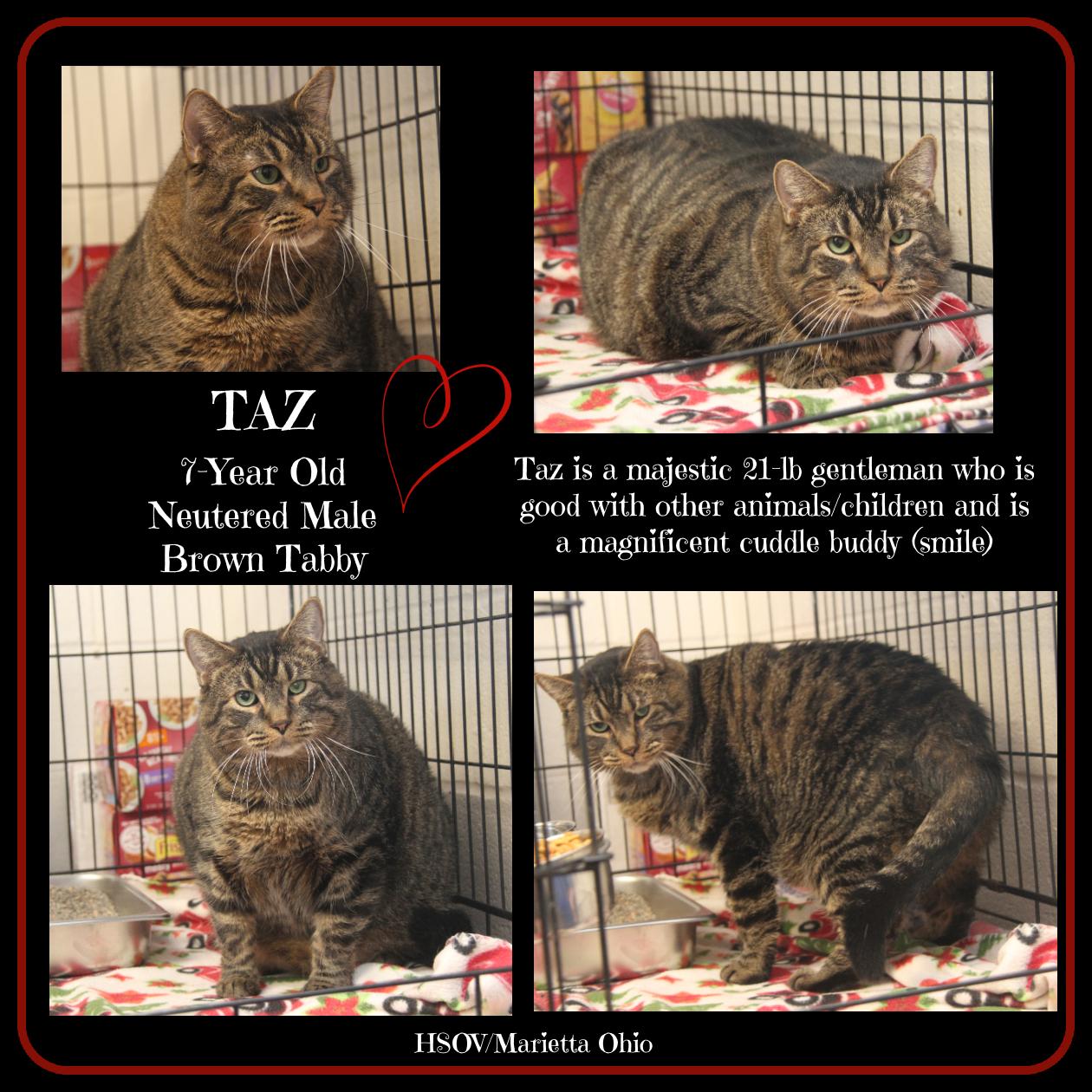 Enlarge Taz (Neutered) (Photos 2/13/2026), an adopted mixed breed in Marietta, OH image 1/6