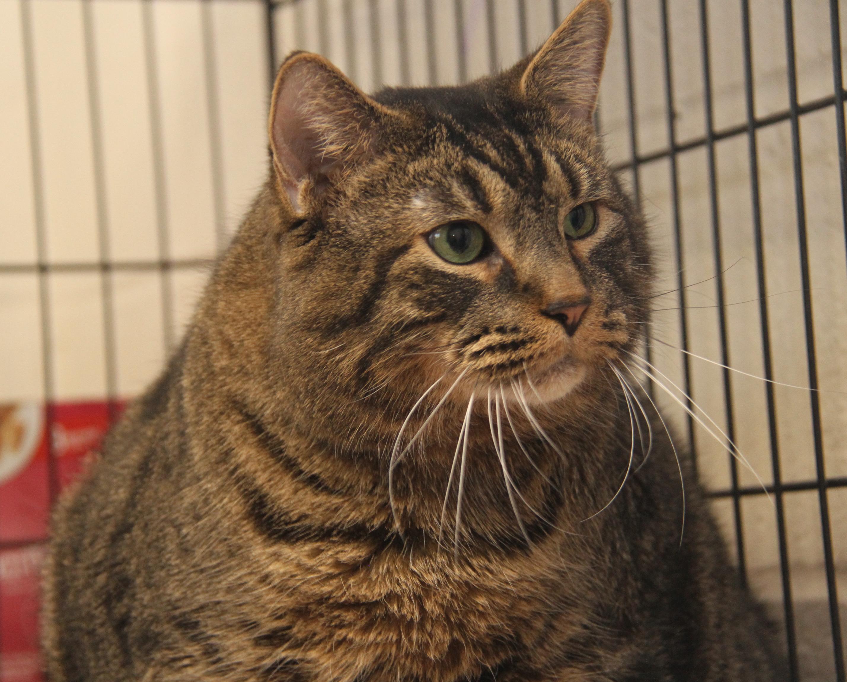 Enlarge Taz (Neutered) (Photos 2/13/2026), an adopted mixed breed in Marietta, OH image 6/6