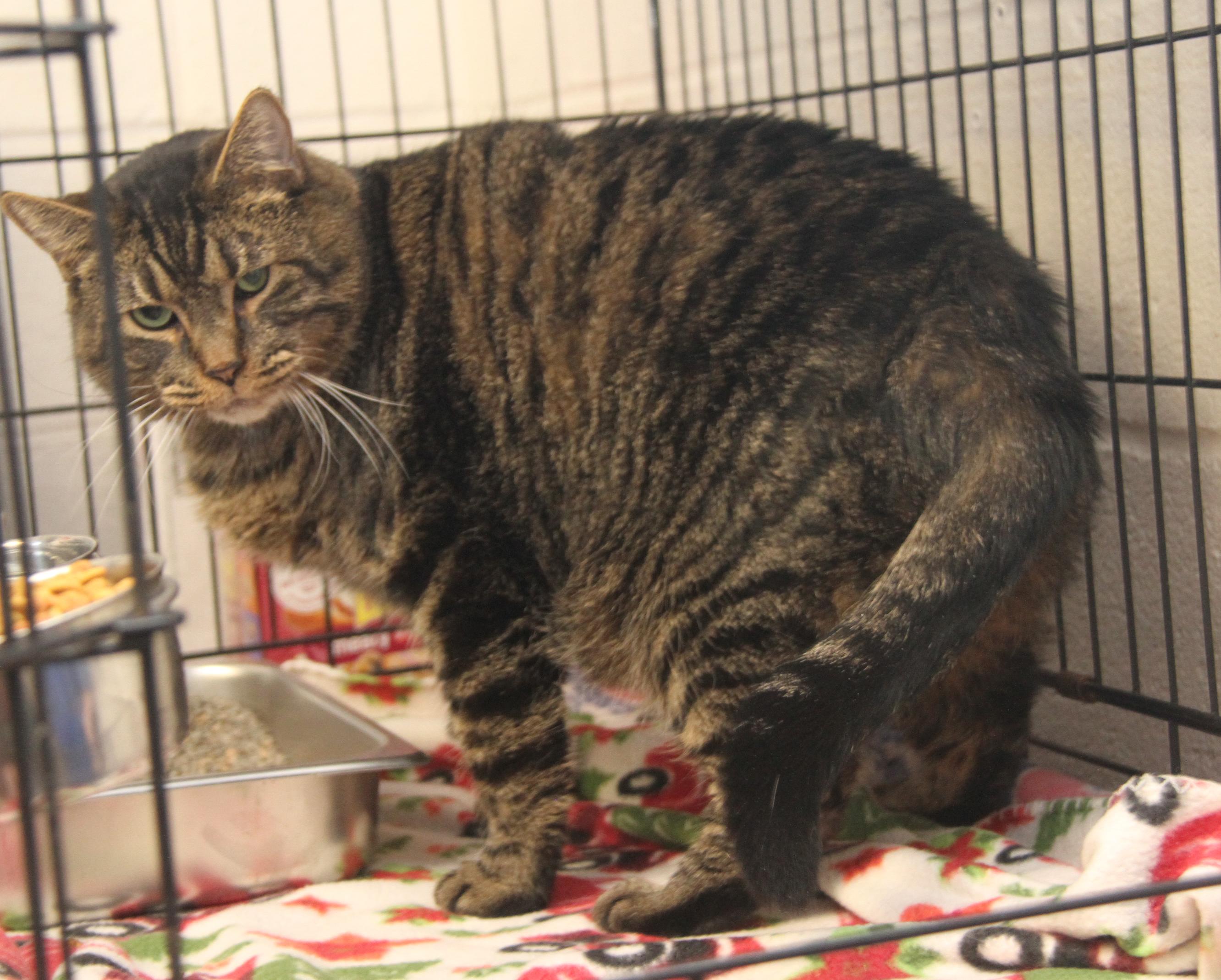 Enlarge Taz (Neutered) (Photos 2/13/2026), an adopted mixed breed in Marietta, OH image 4/6