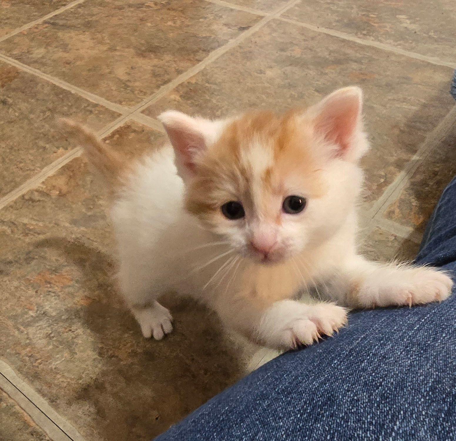 Opal, adopted, Kitten Female American Shorthair.