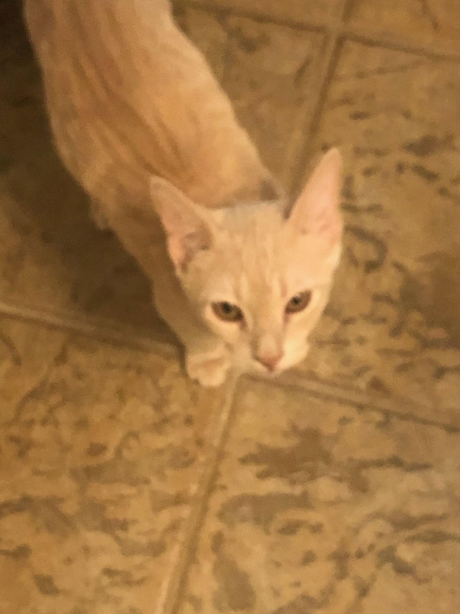 Brulee, a Adoptable mixed breed in Texarkana, TX image 2/3