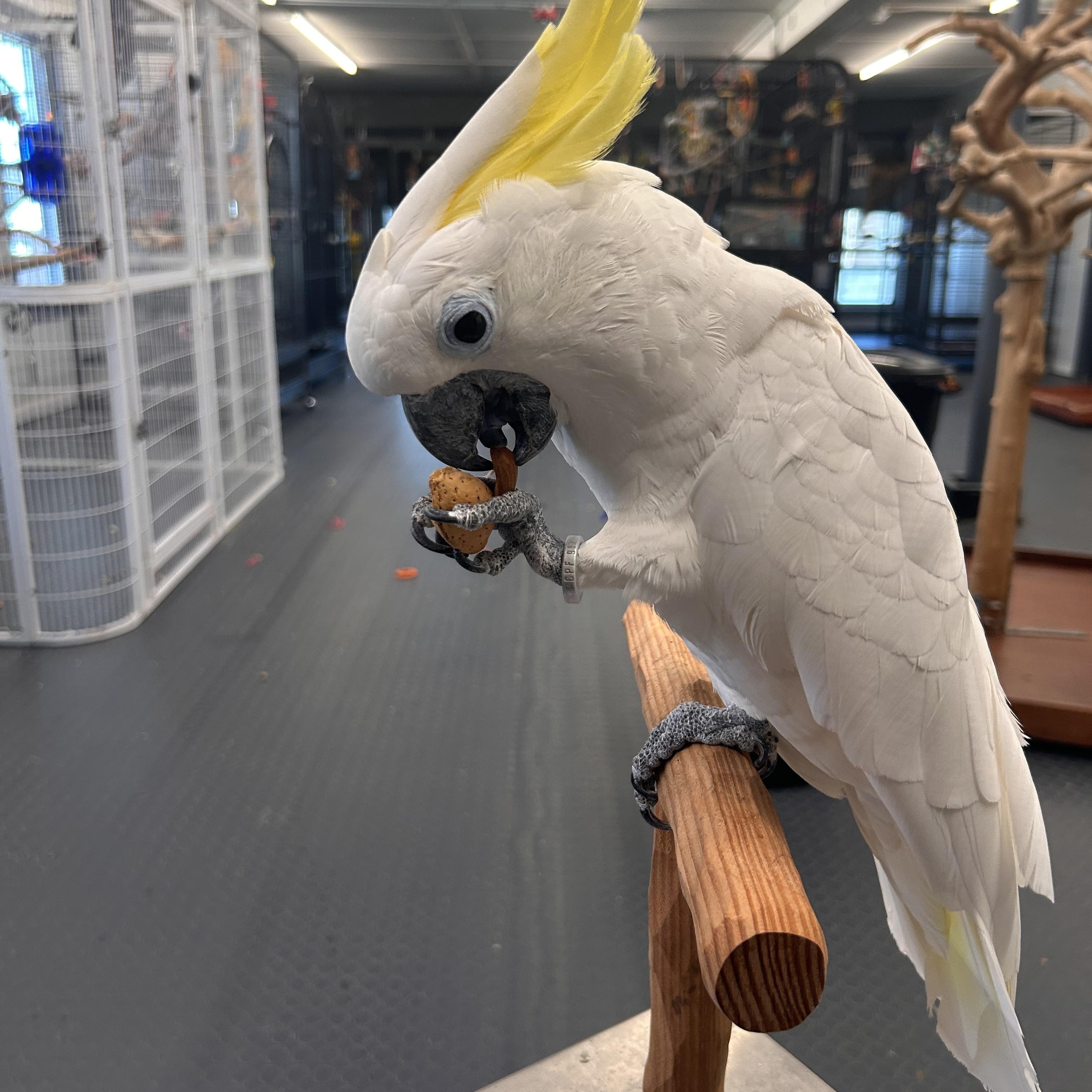 Enlarge Rosie, a Adoptable Cockatoo in Warwick, RI image 3/6
