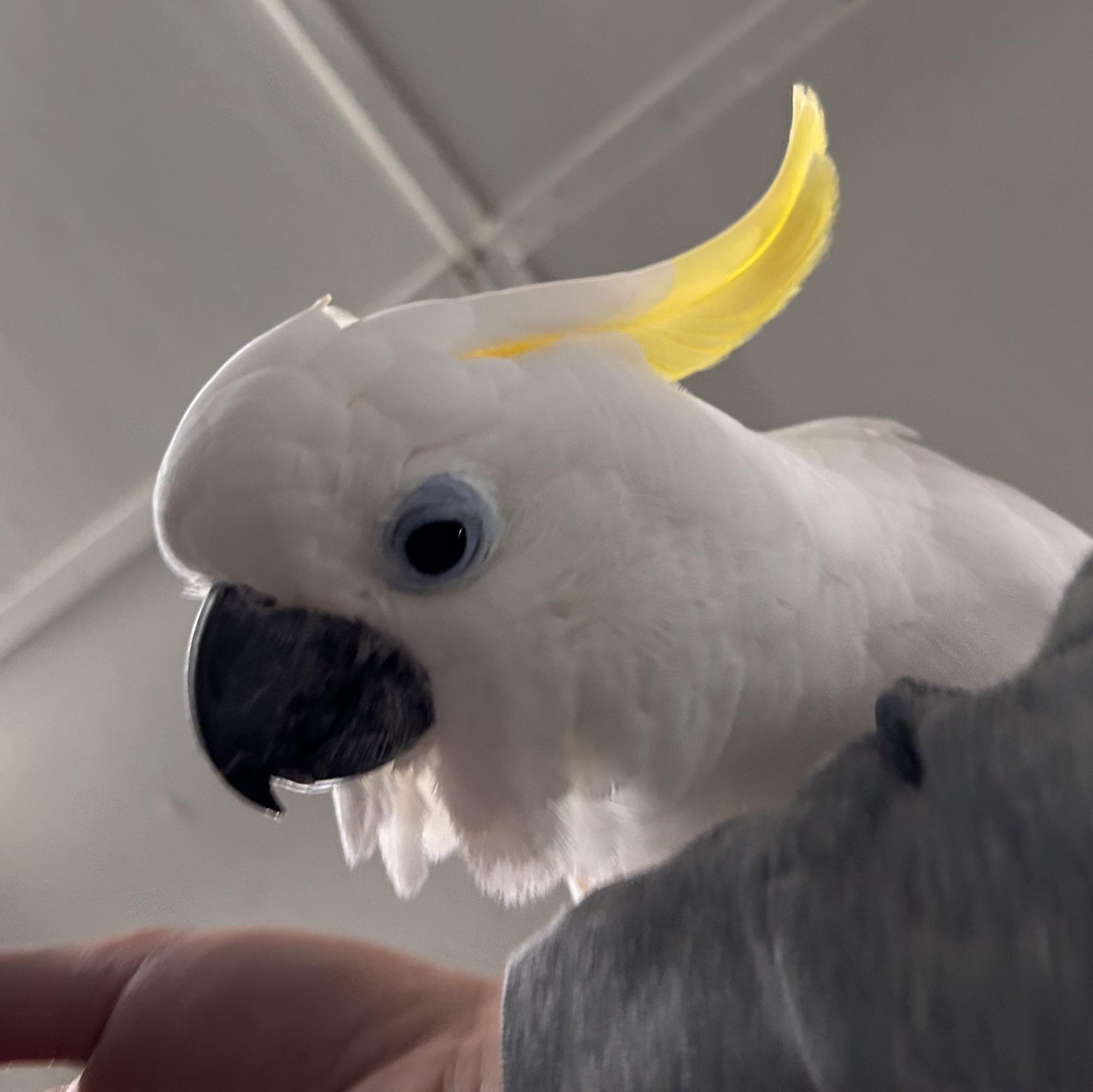 Enlarge Rosie, a Adoptable Cockatoo in Warwick, RI image 4/6