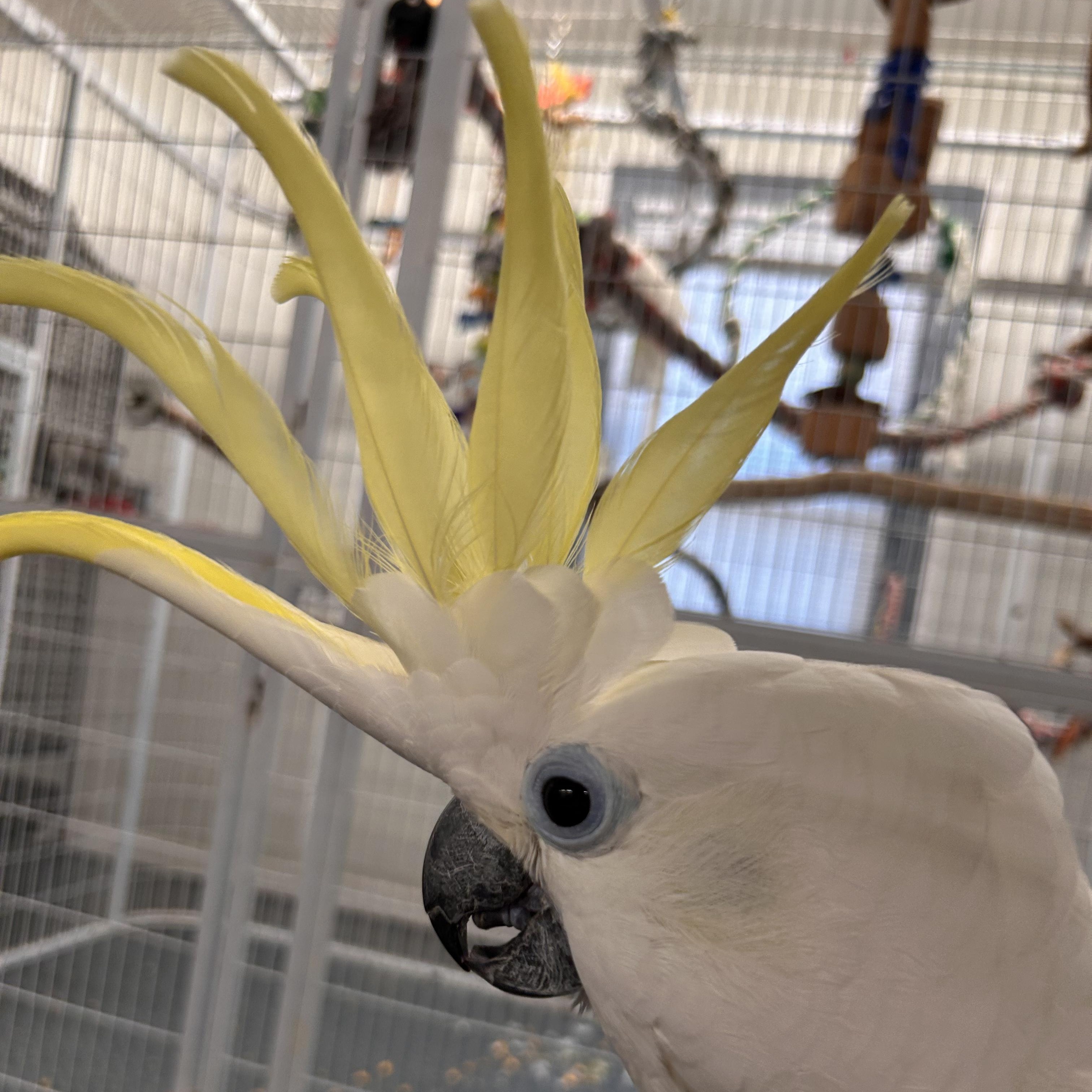 Enlarge Rosie, a Adoptable Cockatoo in Warwick, RI image 2/6