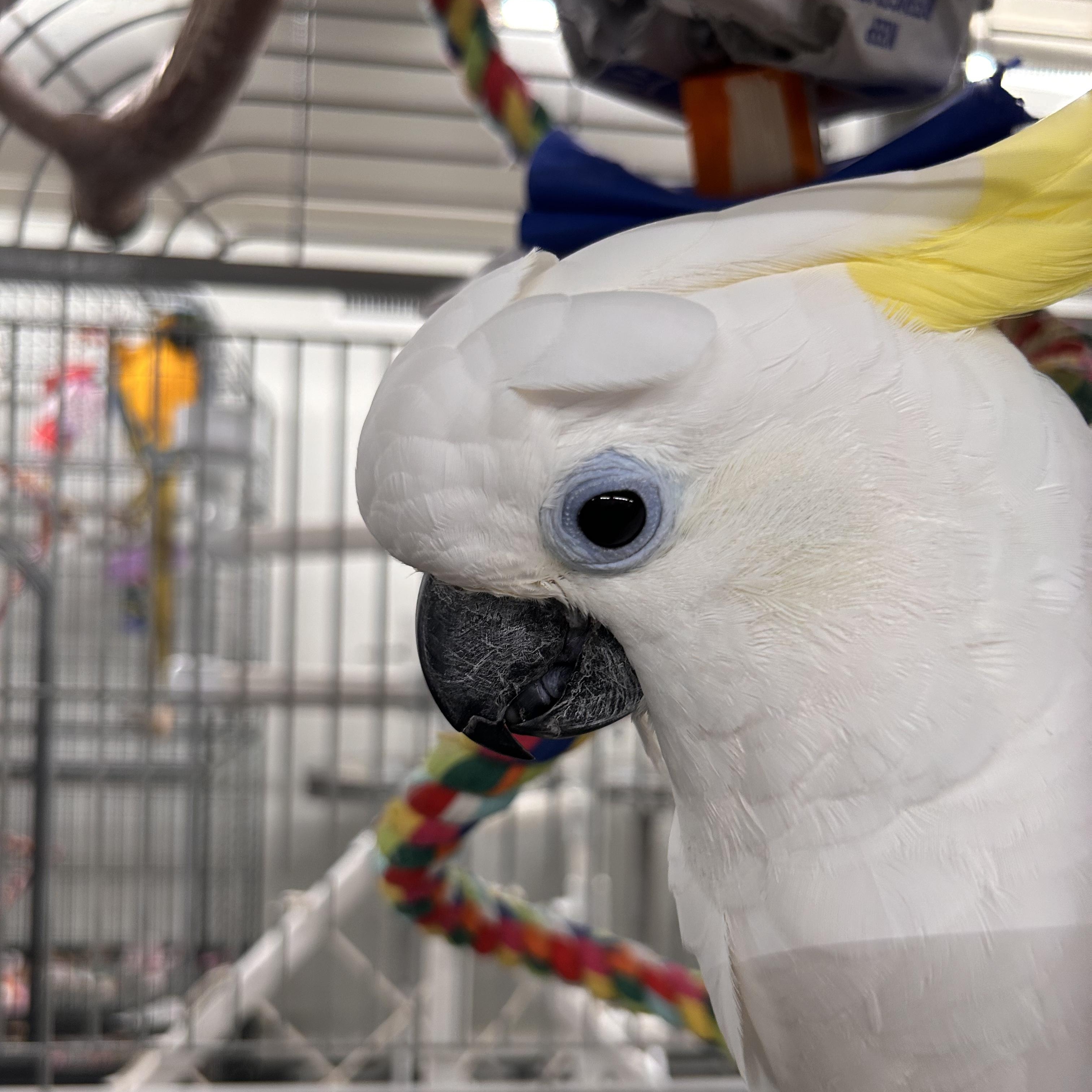 Enlarge Rosie, a Adoptable Cockatoo in Warwick, RI image 5/6