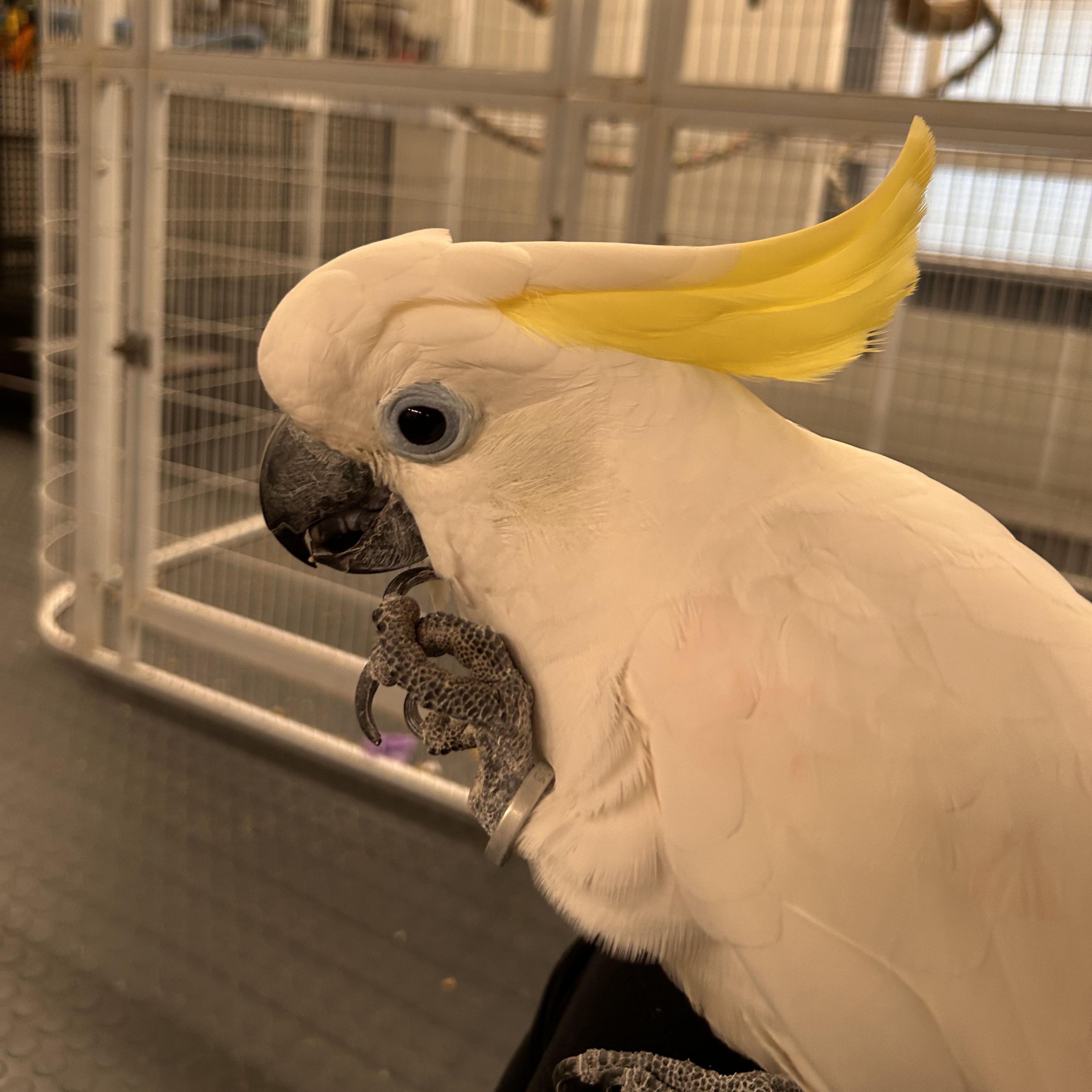 Enlarge Rosie, a Adoptable Cockatoo in Warwick, RI image 6/6
