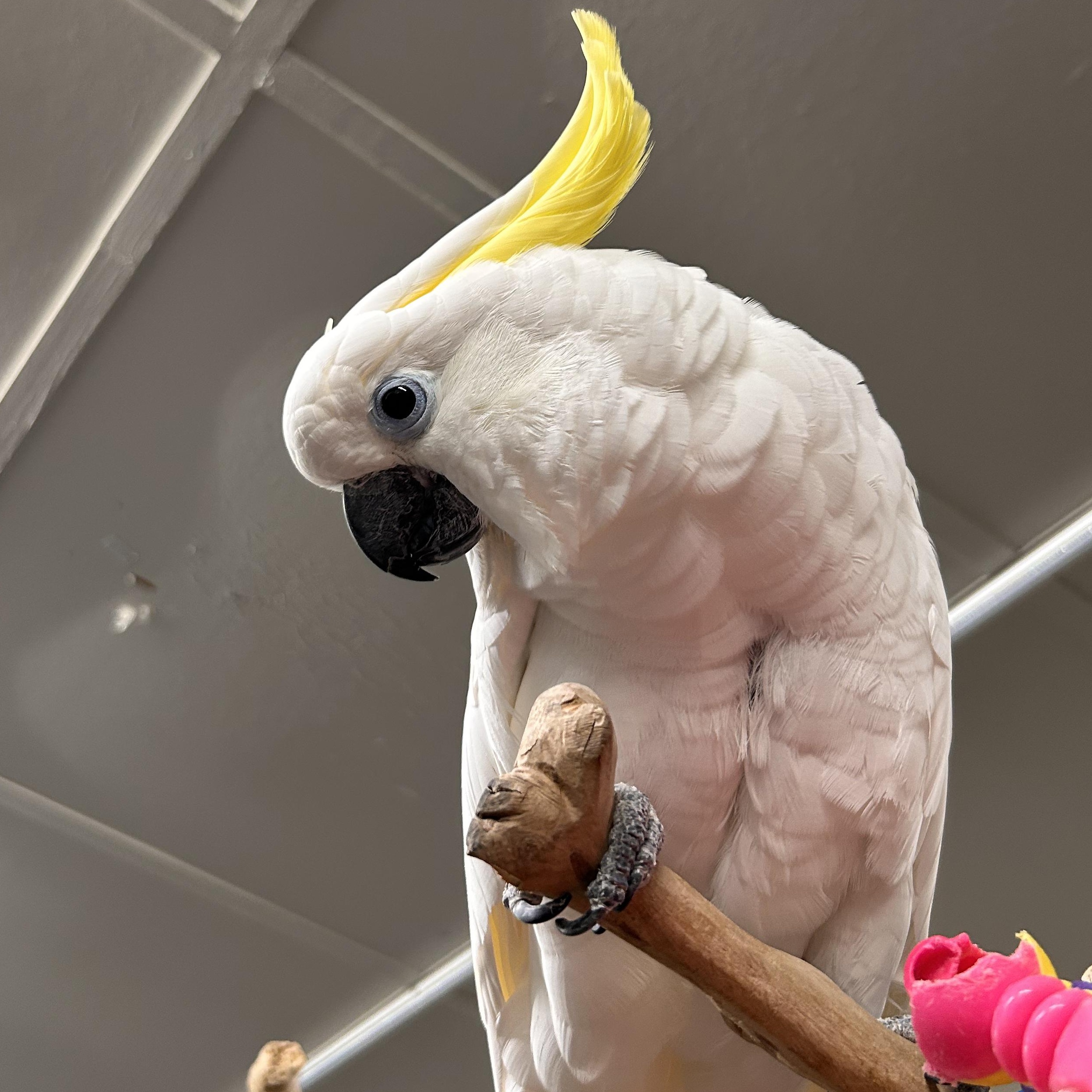 Rosie, Adoptable, Adult Unknown Cockatoo.