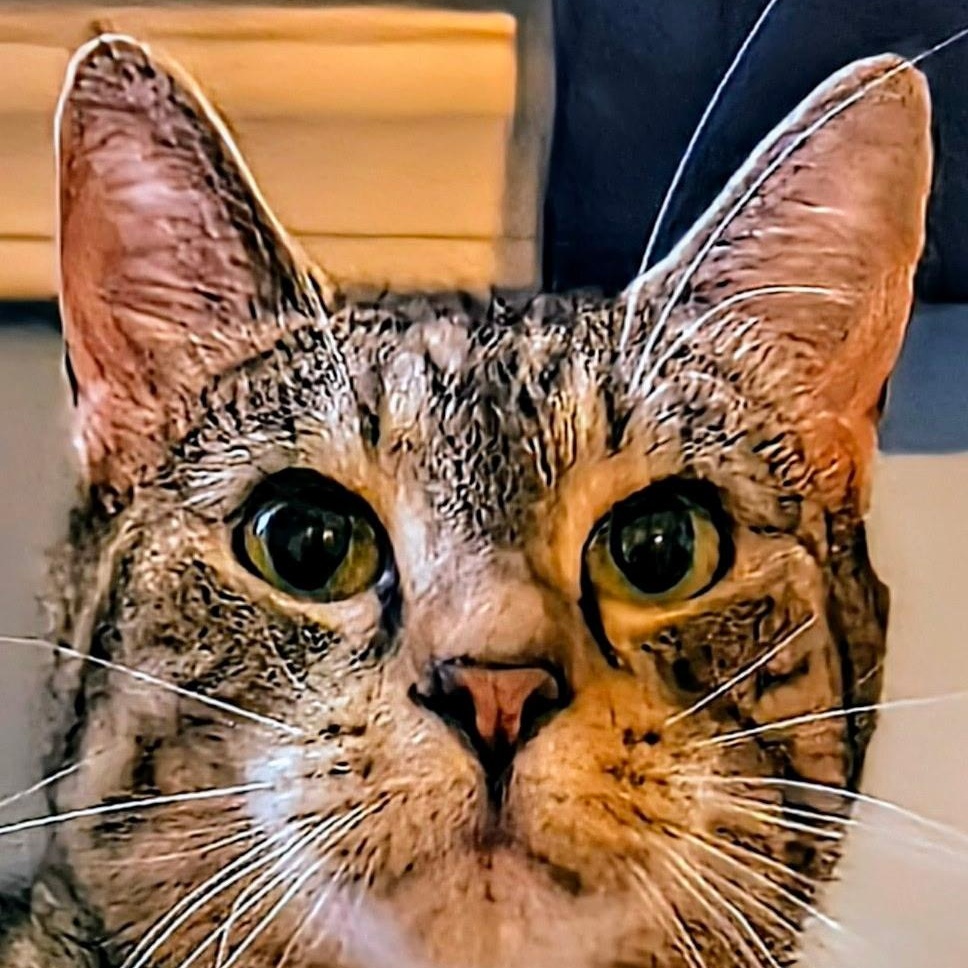 Tess, Adoptable, Adult Female Domestic Short Hair.