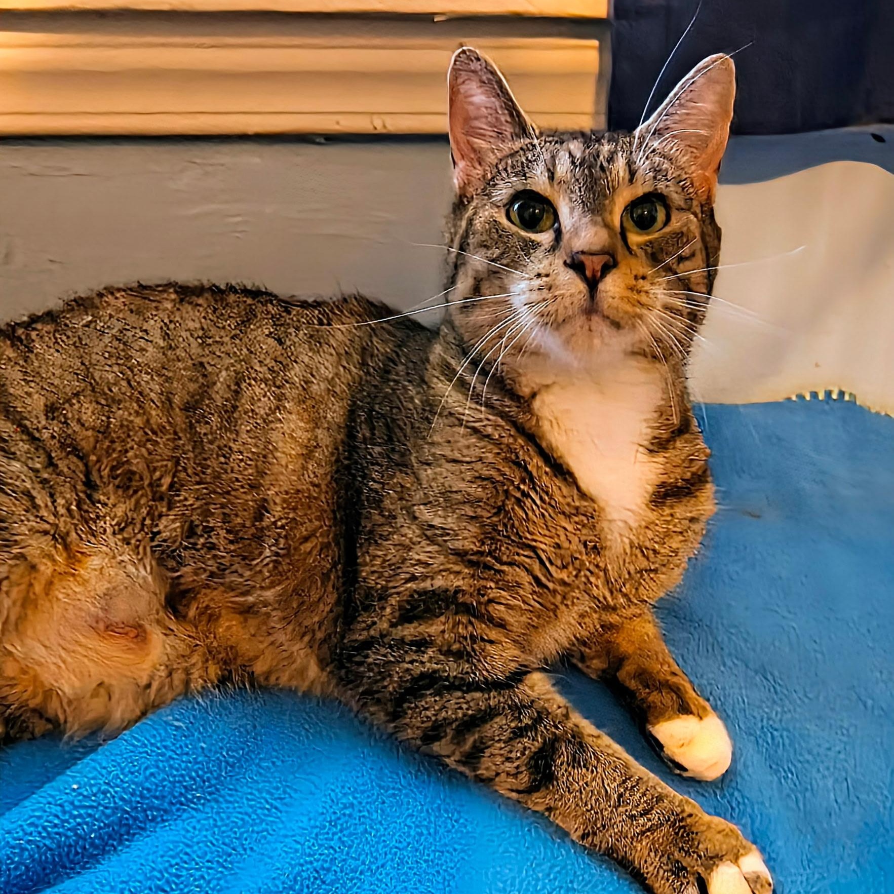 Enlarge Tess, a Adoptable Domestic Short Hair in Tulsa, OK image 2/3