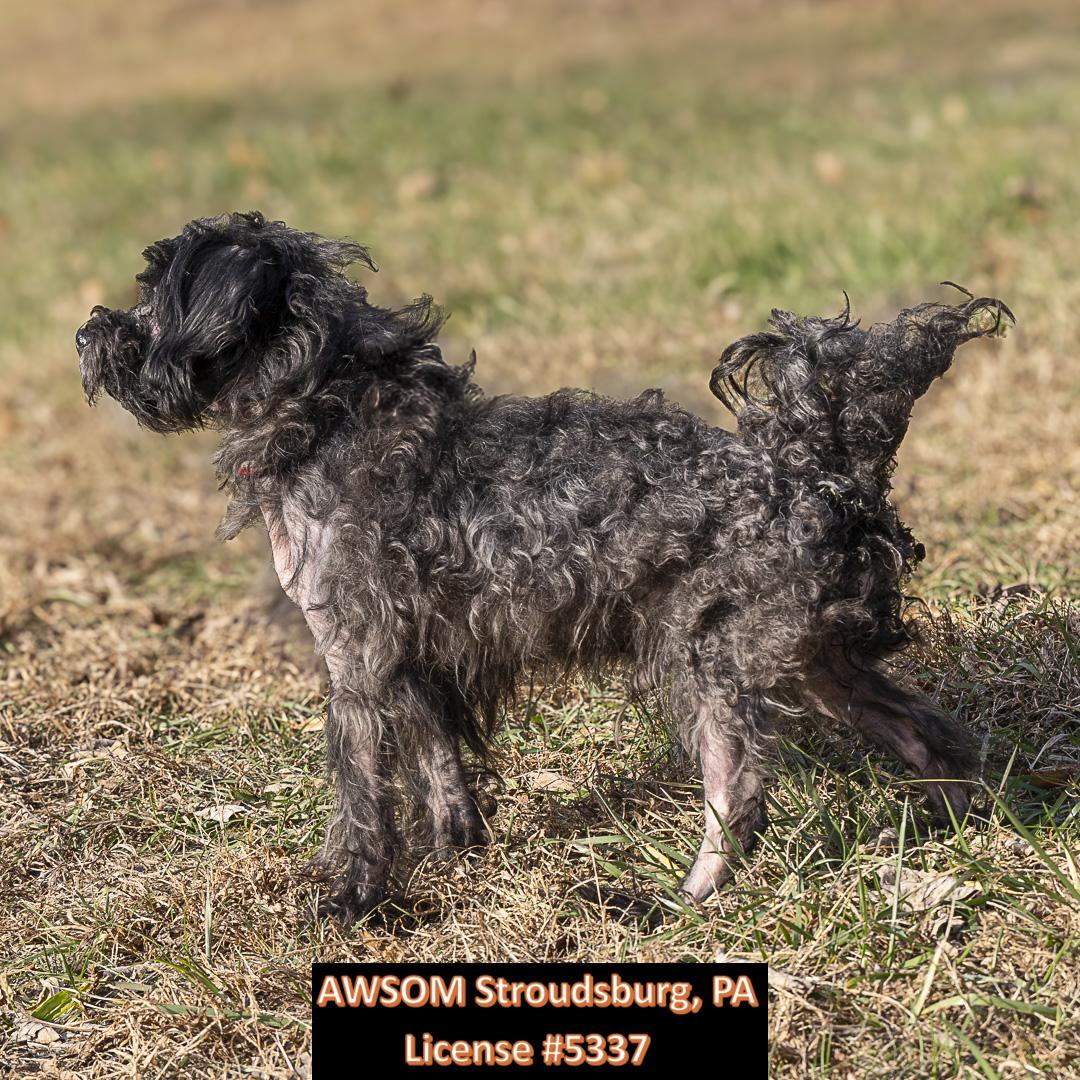 Braxton, Adoptable, Adult Male Shih Tzu.
