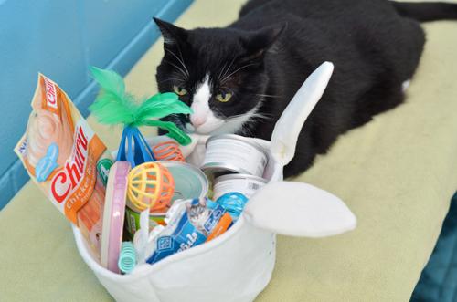 Enlarge Sour Patch, an adopted mixed breed in Sanford, FL image 2/4