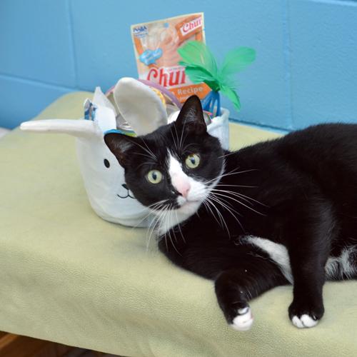 Sour Patch, adopted, Adult Male Domestic Short Hair.