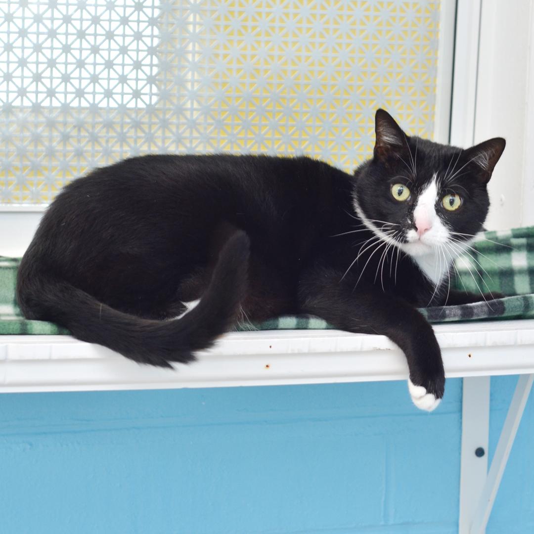 Enlarge Sour Patch, an adopted mixed breed in Sanford, FL image 3/4