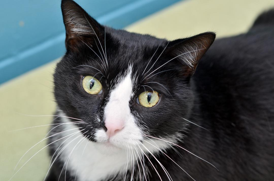 Enlarge Sour Patch, an adopted mixed breed in Sanford, FL image 4/4