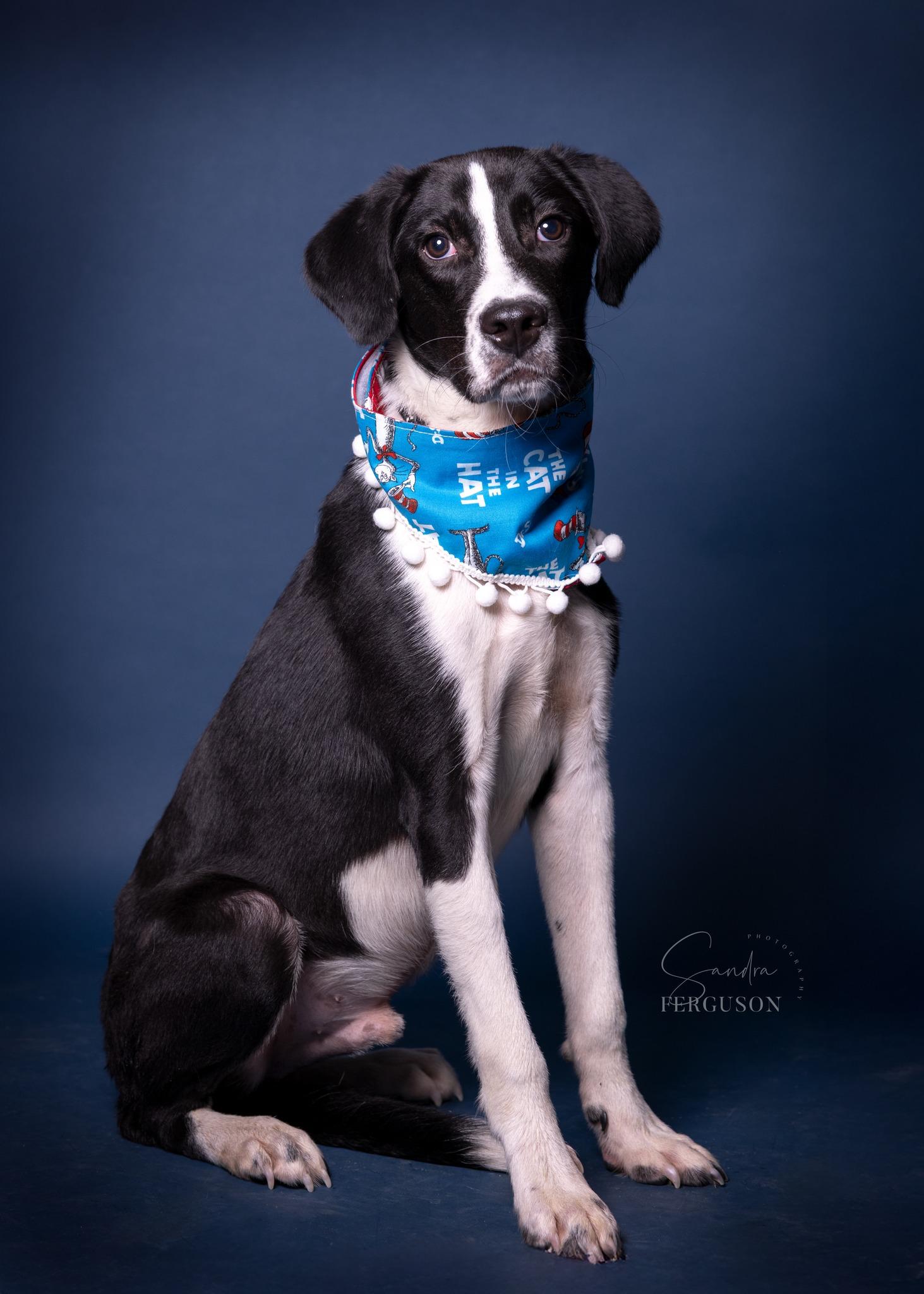 Ralston, ADOPTABLE, Adult Male Border Collie.