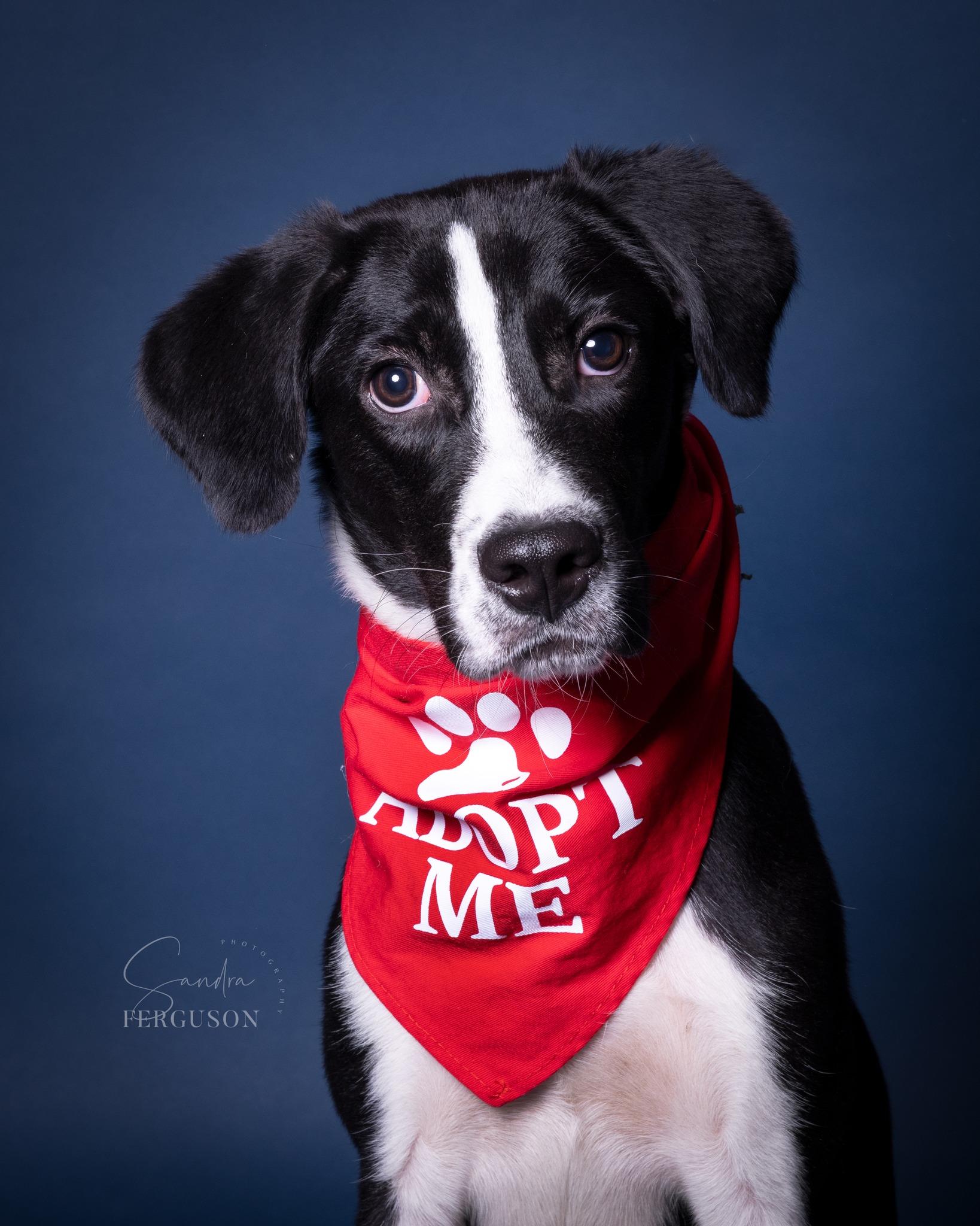 Enlarge Ralston, a ADOPTABLE mixed breed in Hillsdale, NY image 2/2