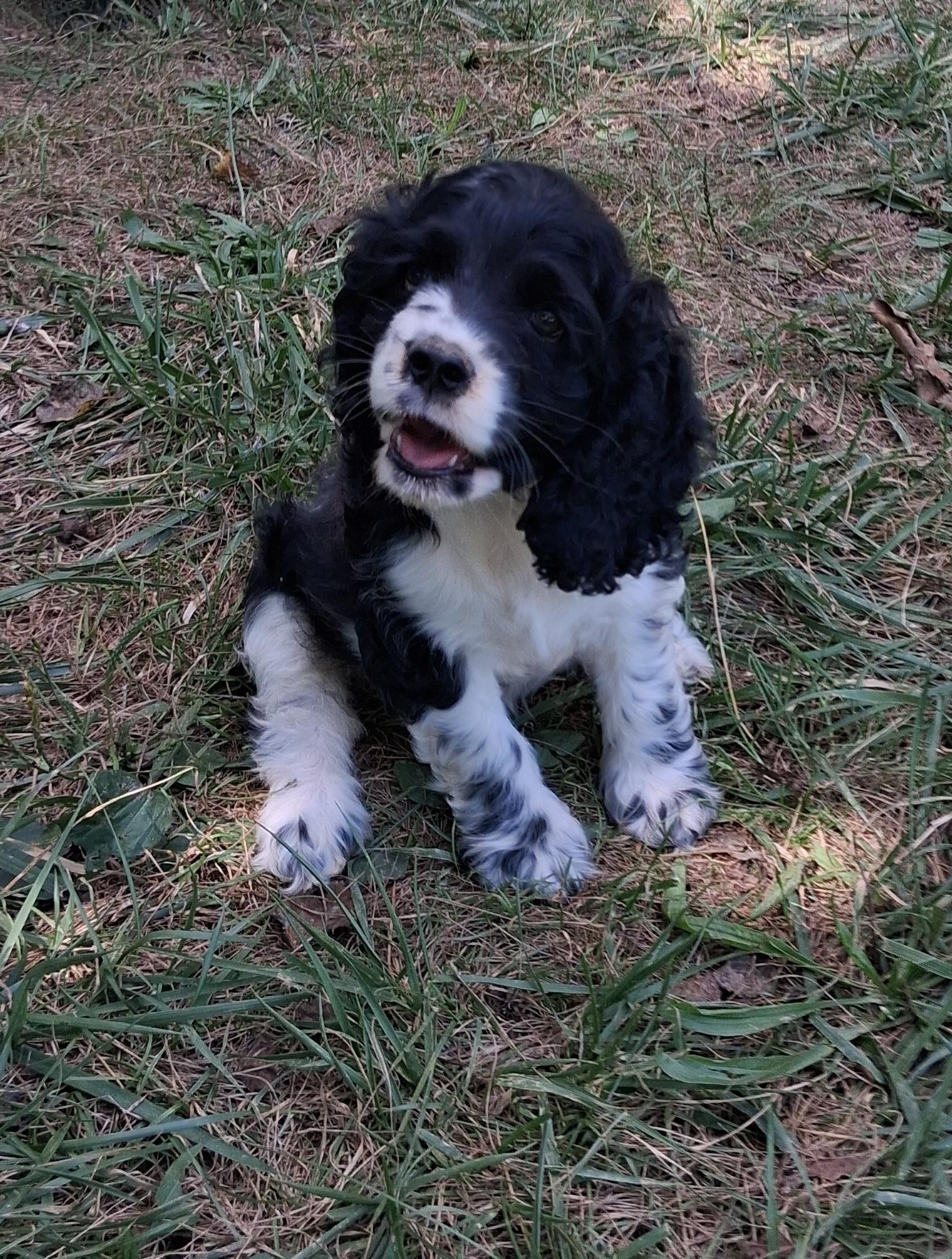 Tess, adopted, Puppy Female Cocker Spaniel.