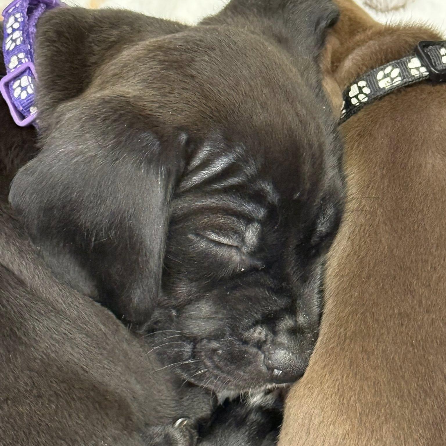 Enlarge Lehigh, a ADOPTABLE mixed breed in Schenectady, NY image 2/3