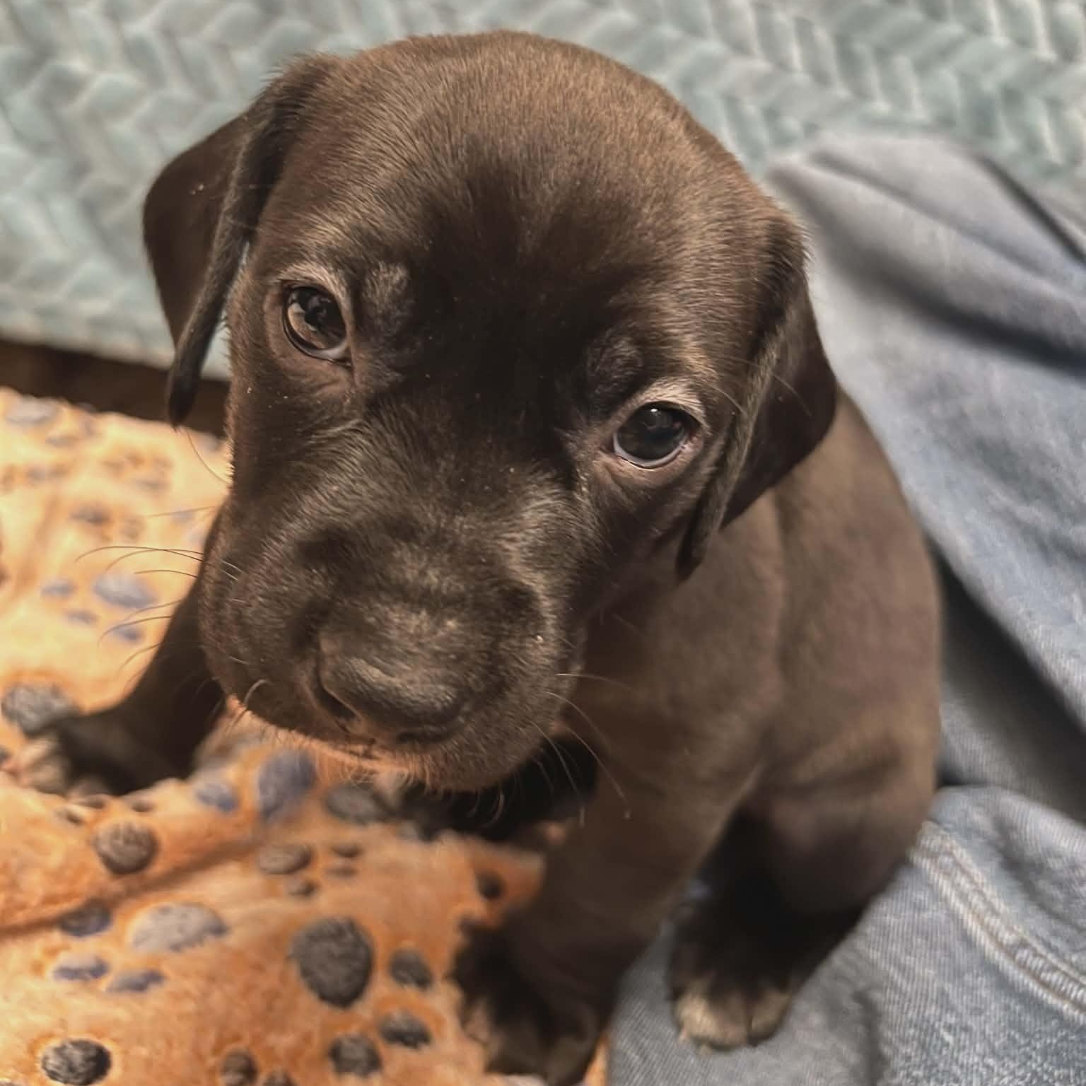 Enlarge Lehigh, a ADOPTABLE mixed breed in Schenectady, NY image 3/3