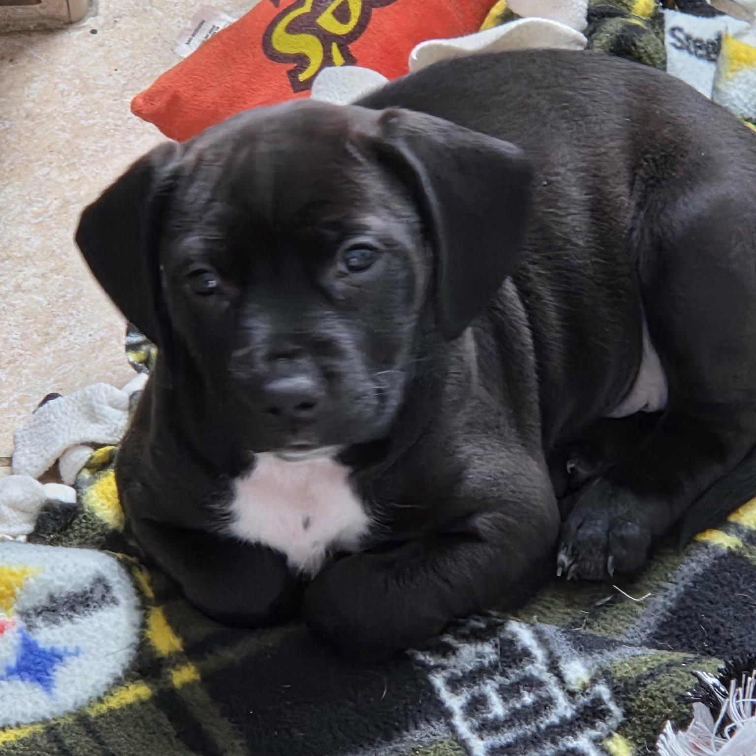 Lehigh, ADOPTABLE, Puppy Female Pit Bull Terrier.