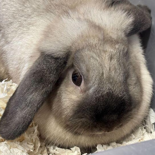 Cottonball