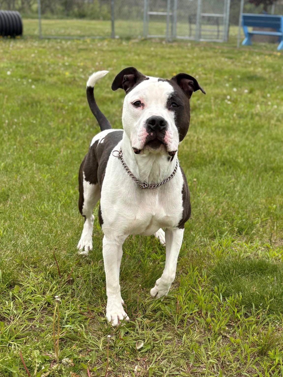Enlarge Rocky, a ADOPTABLE Mixed Breed in Ionia, MI image 5/6