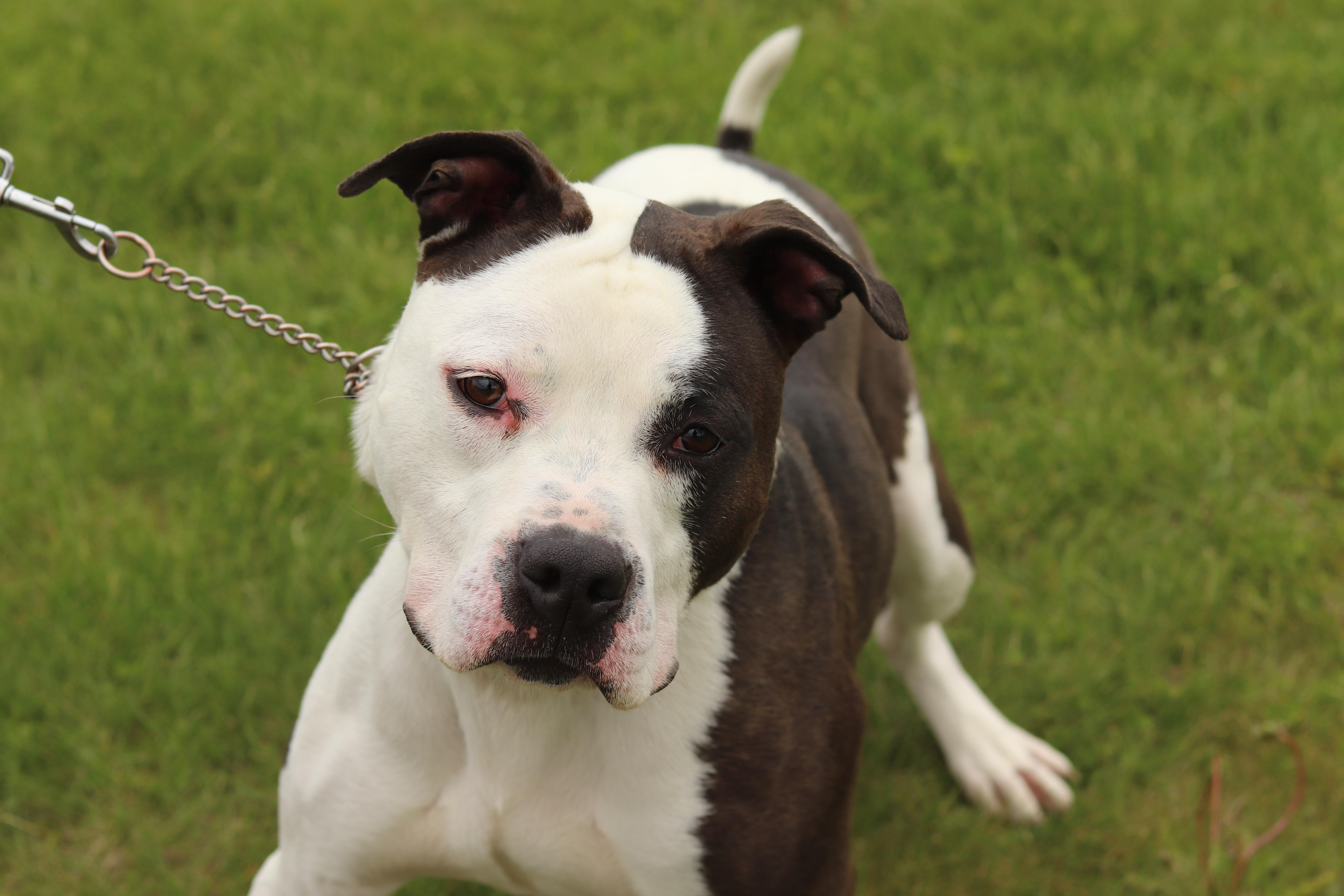 Enlarge Rocky, a ADOPTABLE Mixed Breed in Ionia, MI image 3/6