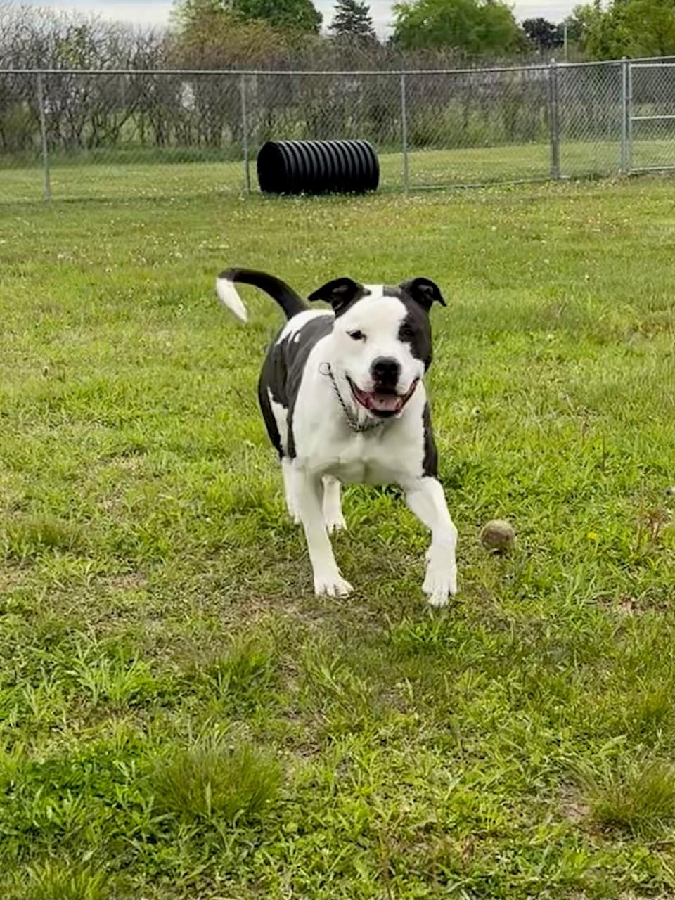 Enlarge Rocky, a ADOPTABLE Mixed Breed in Ionia, MI image 6/6
