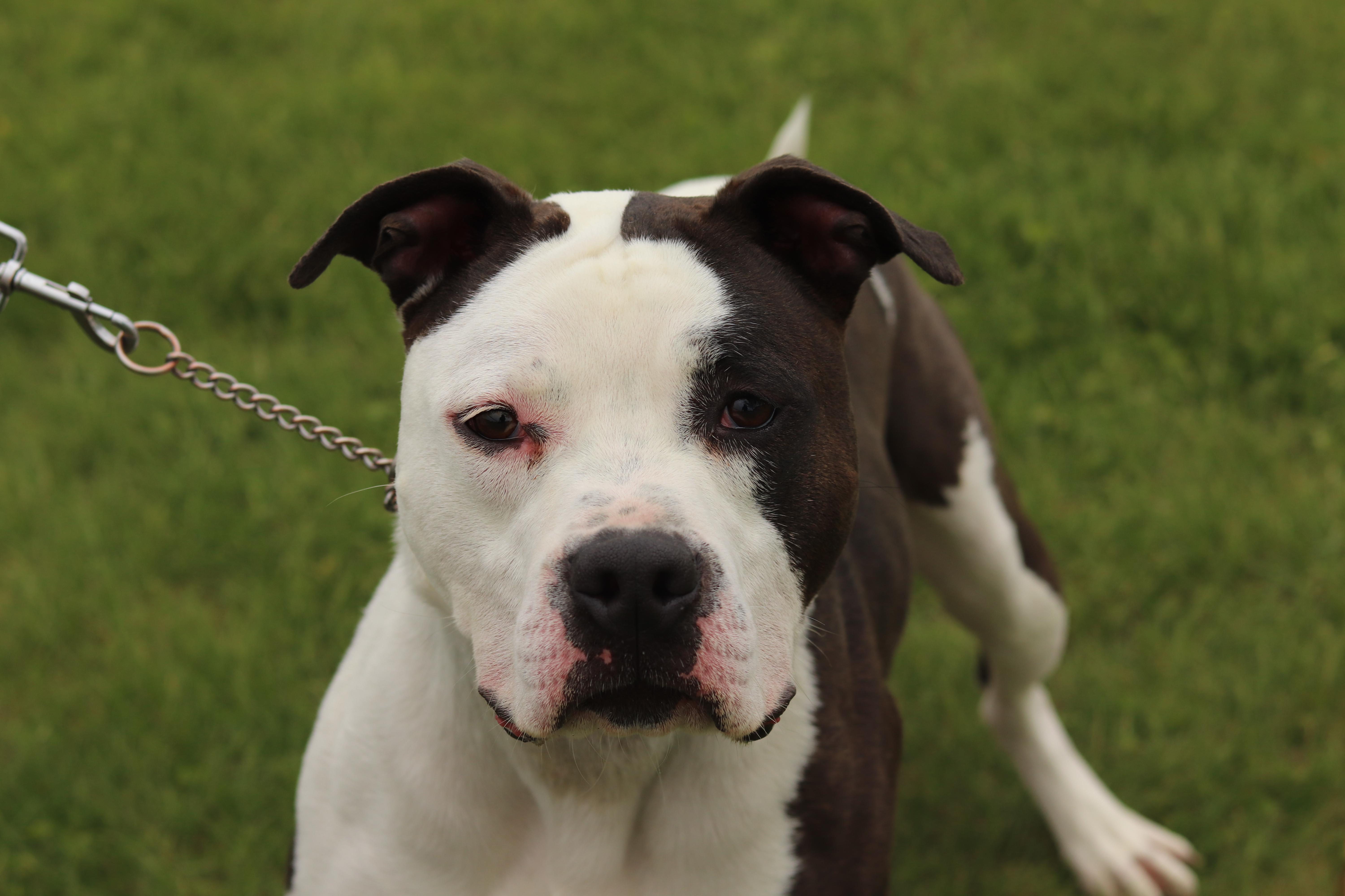 Rocky, ADOPTABLE, Young Male Mixed Breed.