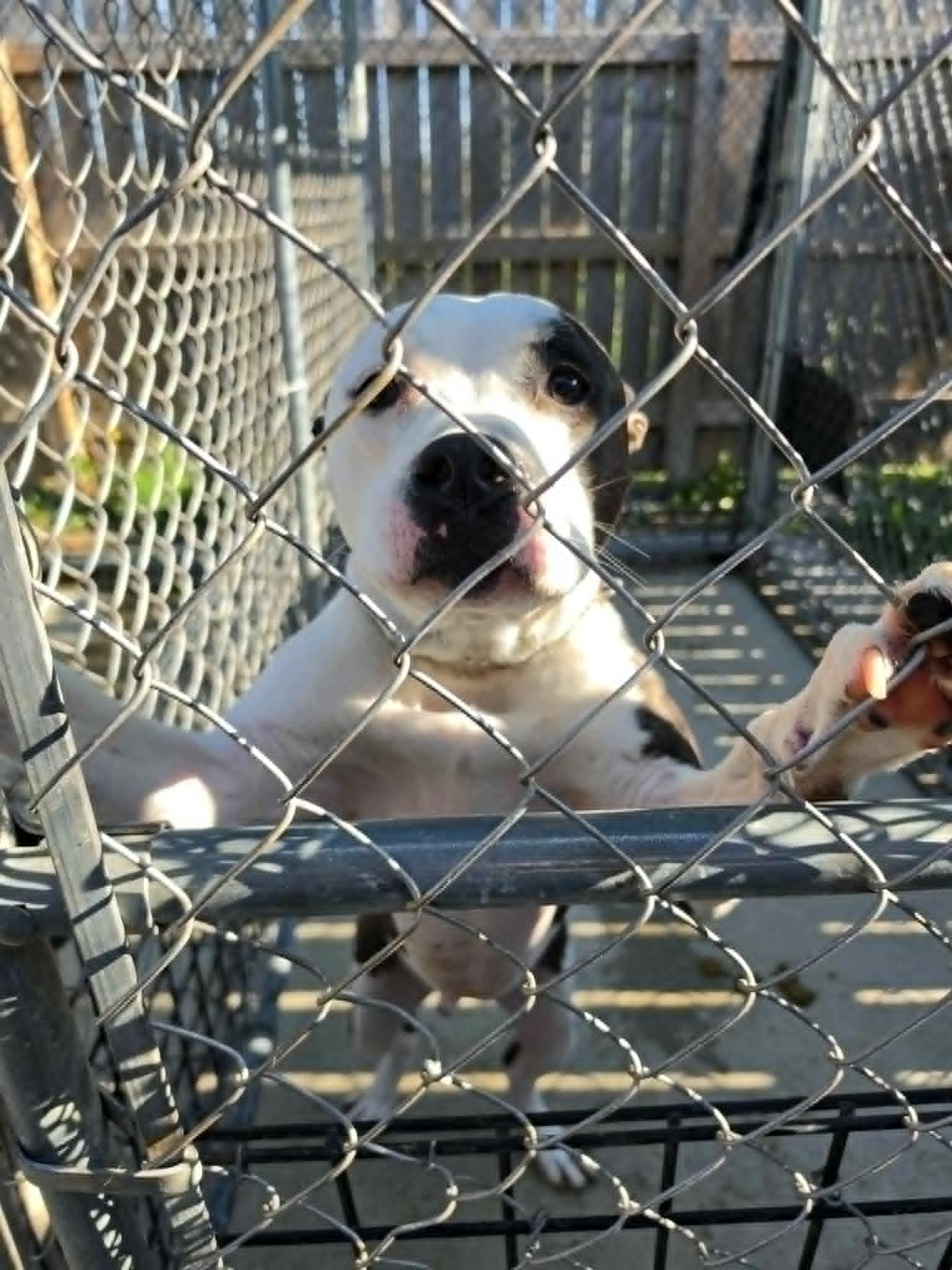 Enlarge Rocky, a ADOPTABLE Mixed Breed in Ionia, MI image 1/1