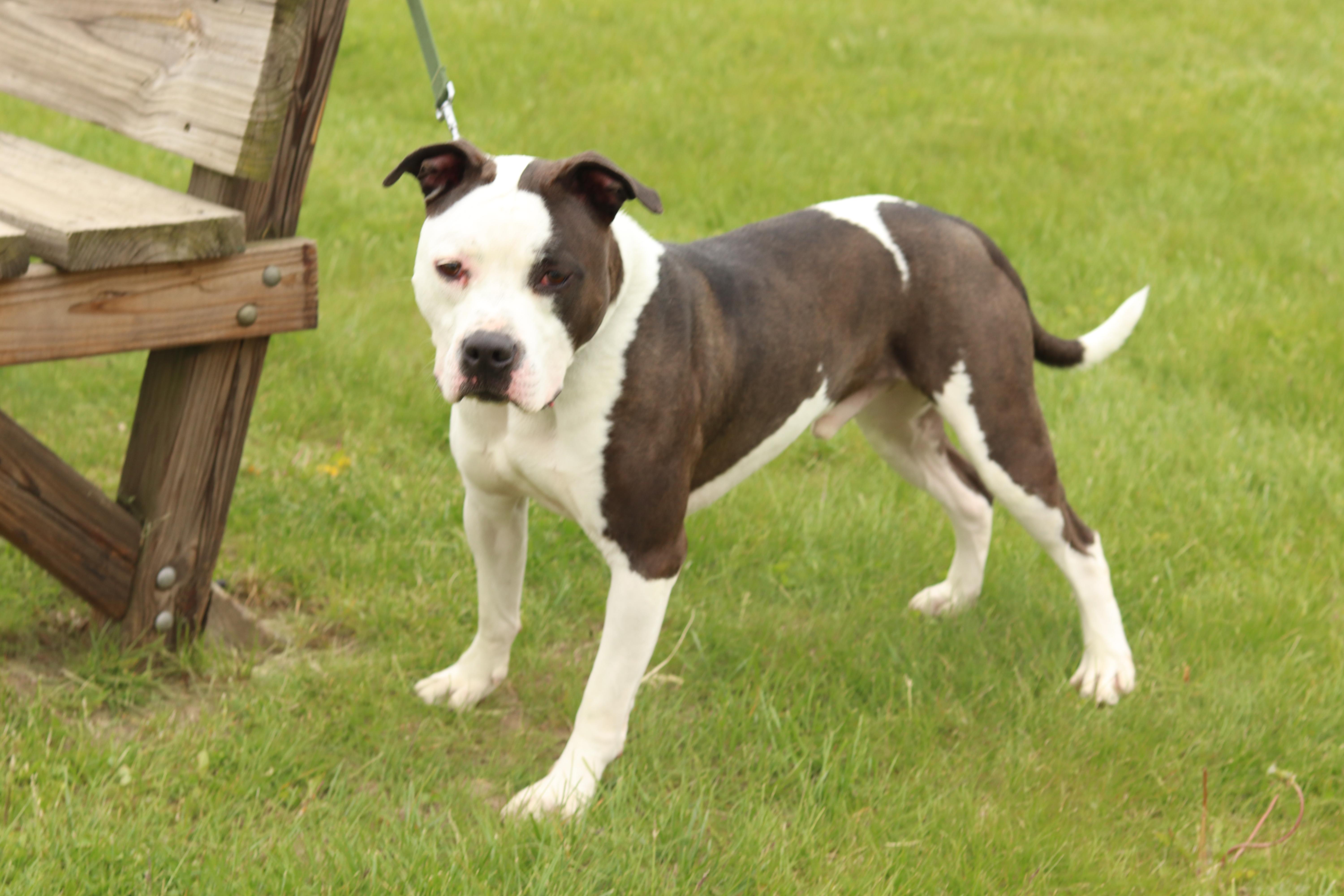 Enlarge Rocky, a ADOPTABLE Mixed Breed in Ionia, MI image 4/6