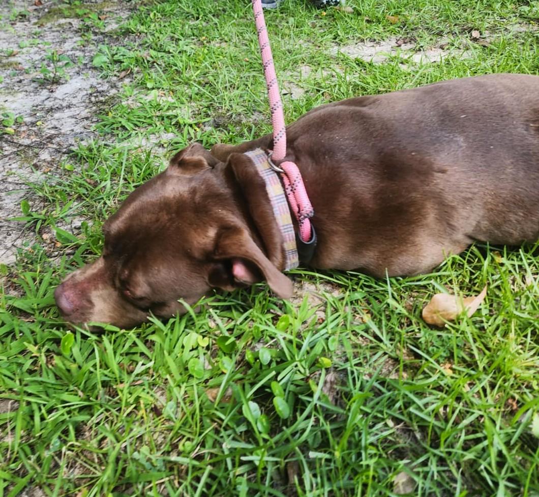 Reba McEntire, a ADOPTABLE German Shepherd Dog in Slidell, LA image 2/4
