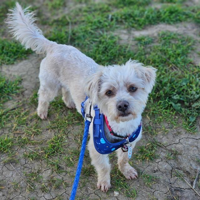 Chex, adoptable, Young Male Maltipoo.