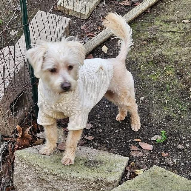 Enlarge Chex, an adoptable mixed breed in clayton , CA image 4/6