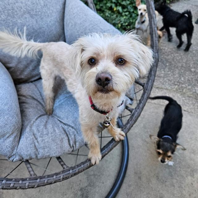 Enlarge Chex, an adoptable mixed breed in clayton , CA image 6/6