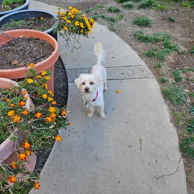 Enlarge Chex, an adoptable mixed breed in clayton , CA image 5/6
