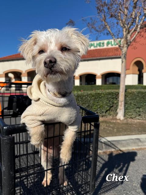 Enlarge Chex, an adoptable mixed breed in clayton , CA image 2/6