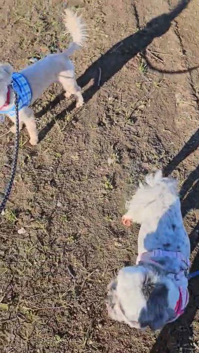 Enlarge Chex, an adoptable mixed breed in clayton , CA video 3/6
