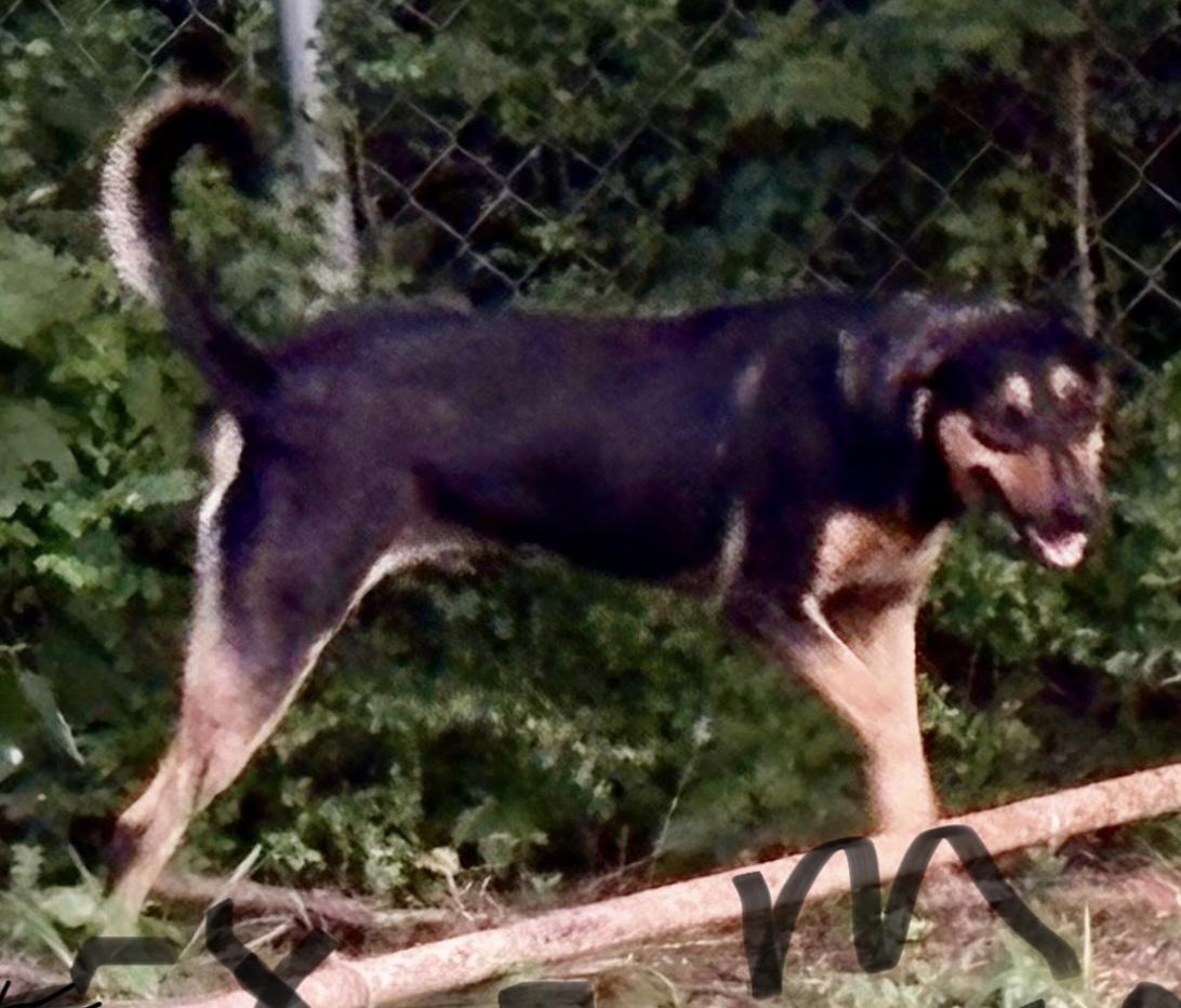 TEX, a Adoptable mixed breed in Dallas, TX image 1/3