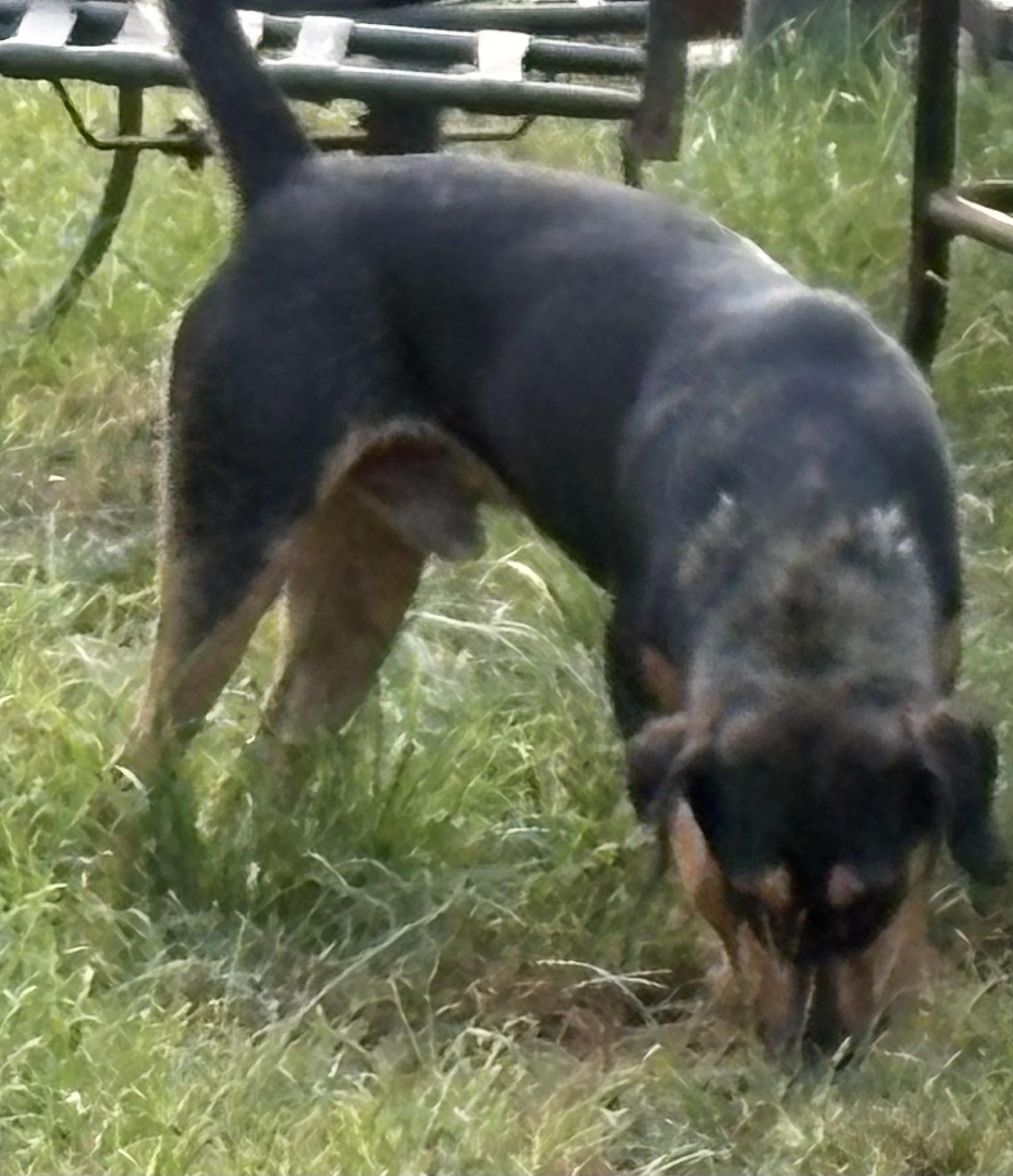 TEX, a Adoptable mixed breed in Dallas, TX image 2/3