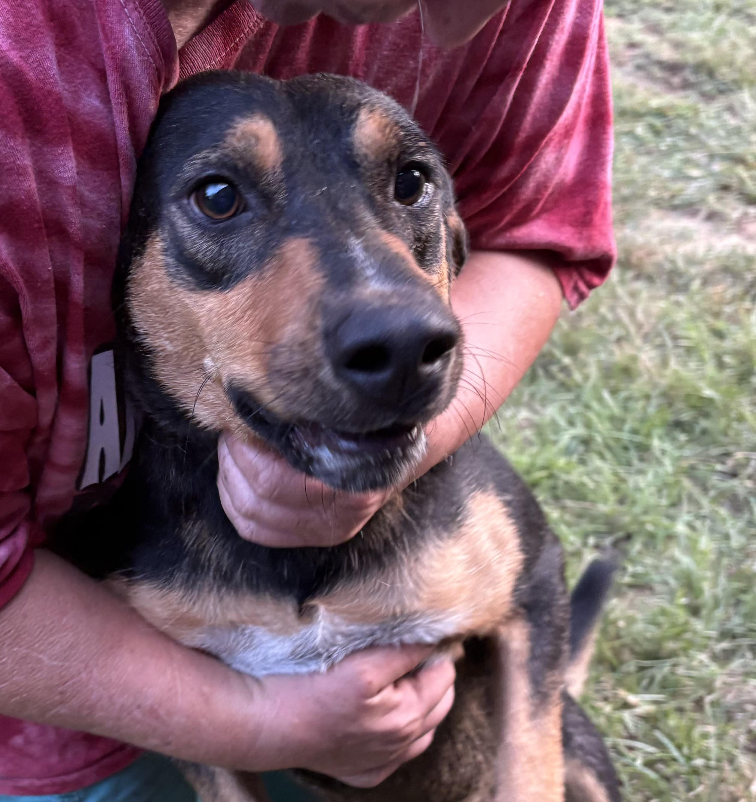 TEX, a Adoptable mixed breed in Dallas, TX image 3/3