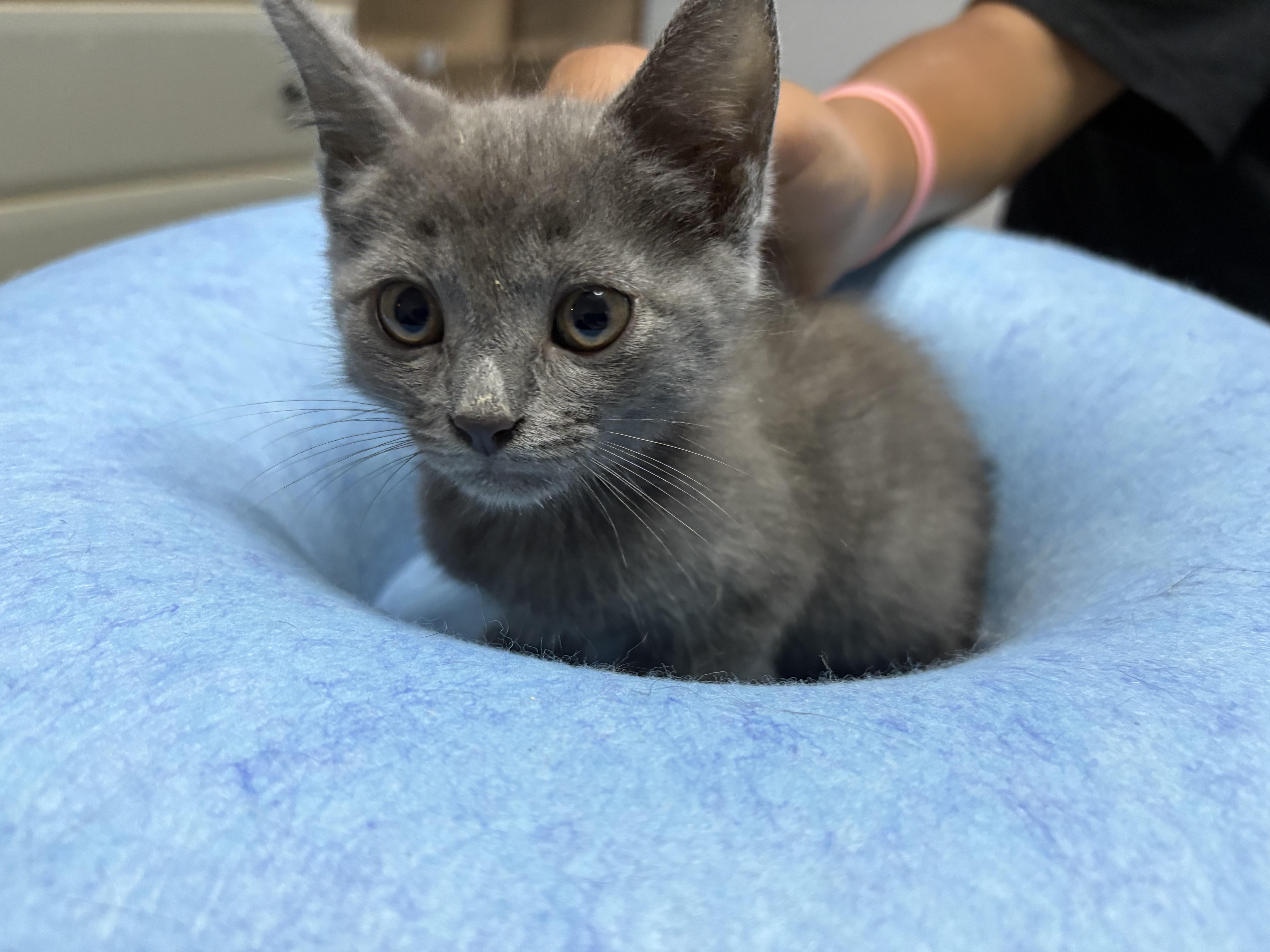 London, a ADOPTABLE mixed breed in Vineyard Haven, MA image 2/6