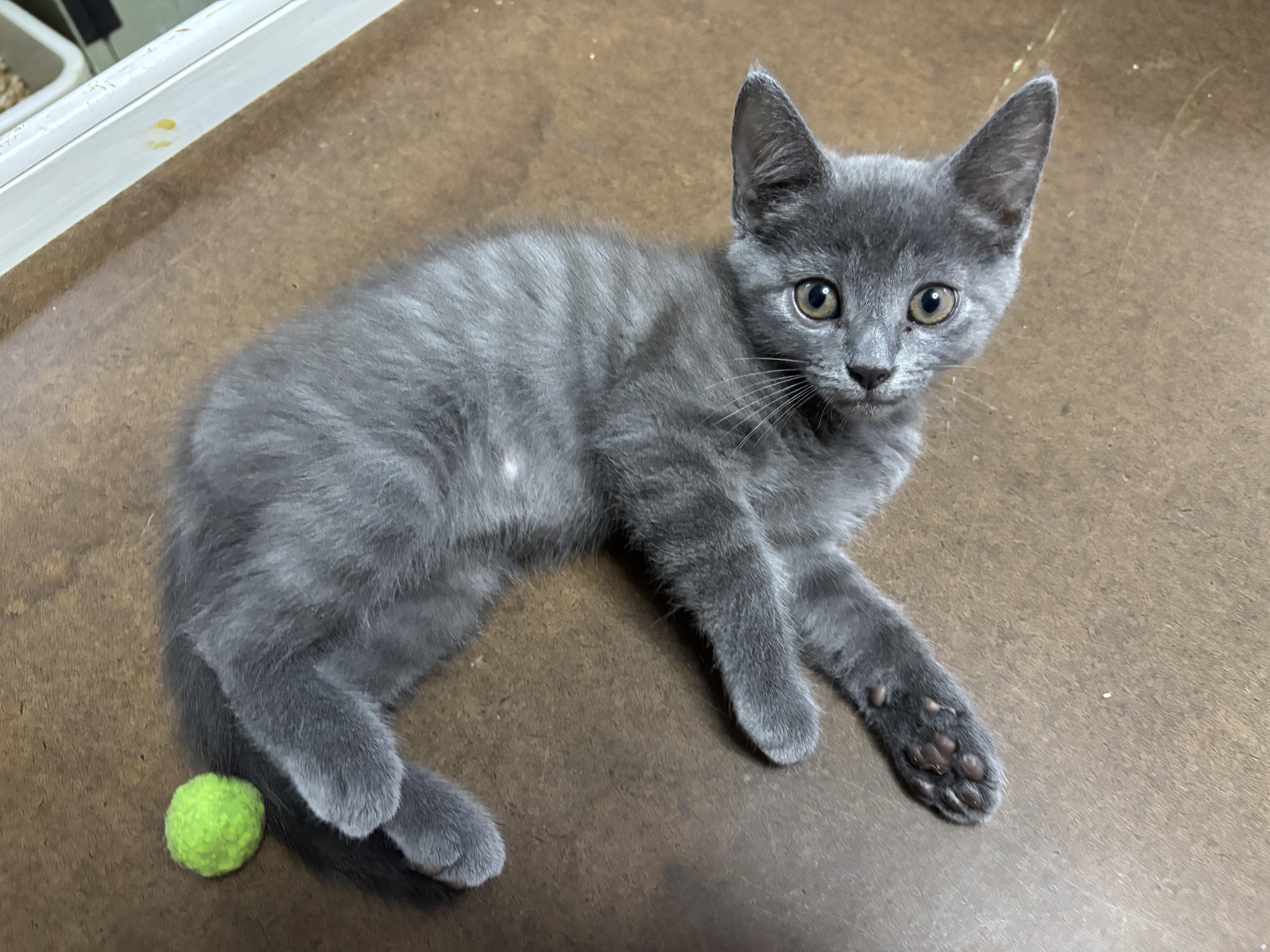 London, a ADOPTABLE mixed breed in Vineyard Haven, MA image 4/6