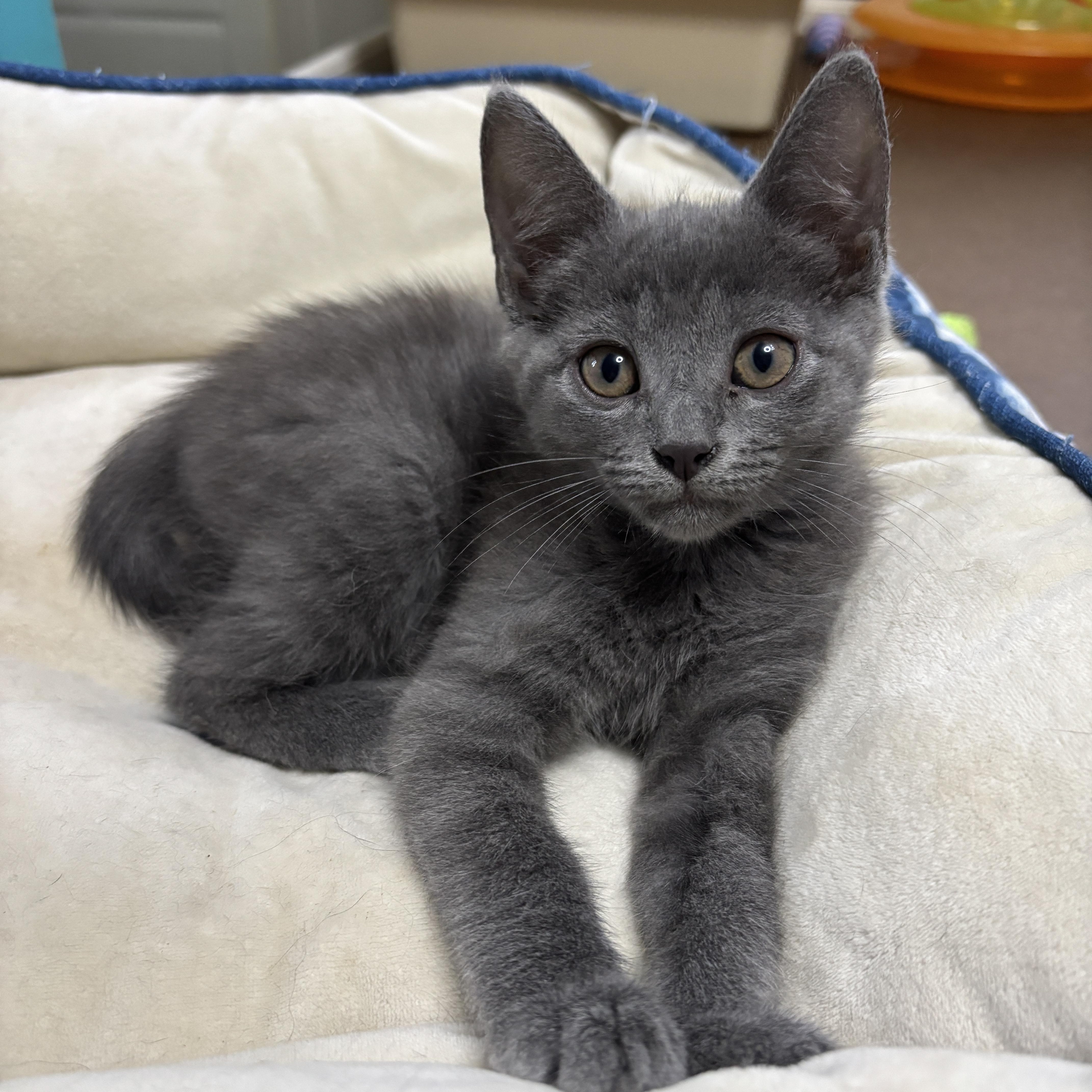 London, ADOPTABLE, Kitten Male Domestic Short Hair.